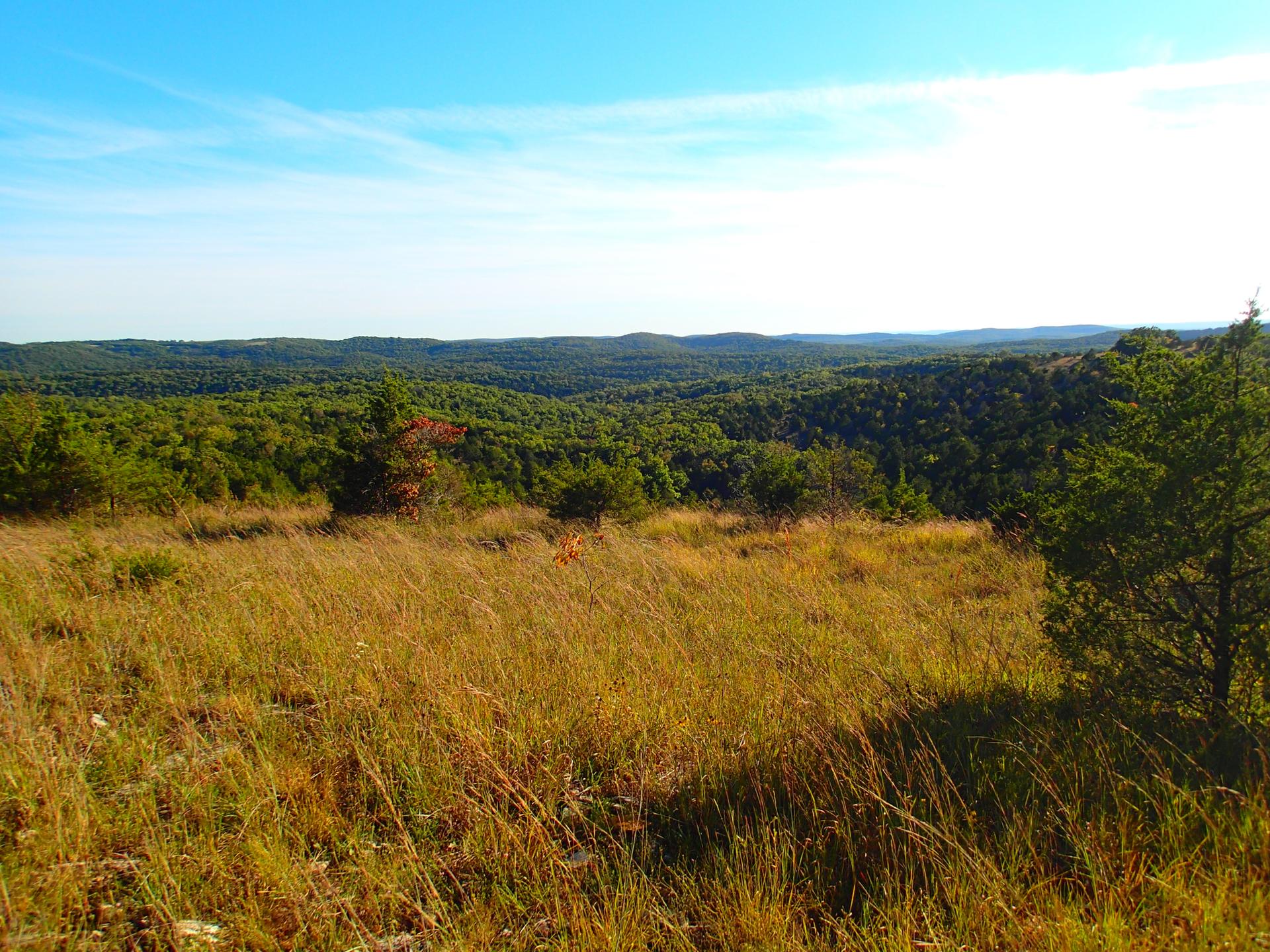 Expansive view of forested hills and golden grass under a bright blue sky.
