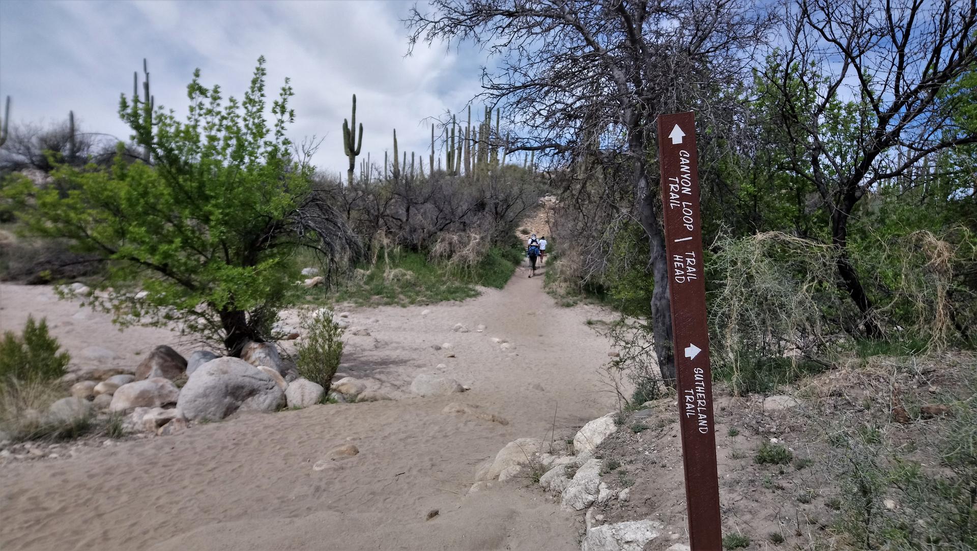 People hiking on a sandy desert trail with saguaro cacti and a trail sign.