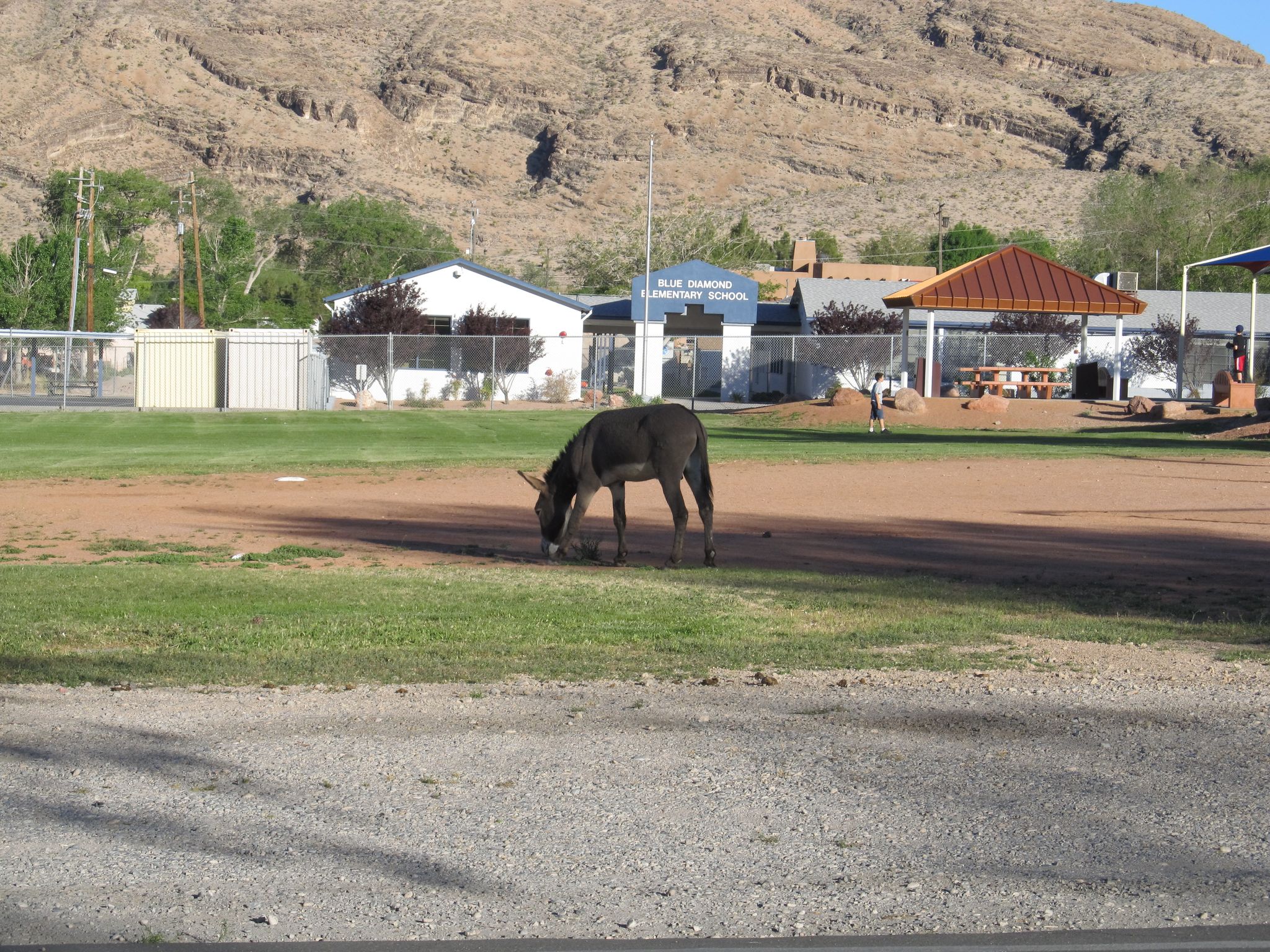 A donkey grazes on a grassy field in front of buildings and a rocky mountain. - Blue Diamond from Bear's Best Trailhead