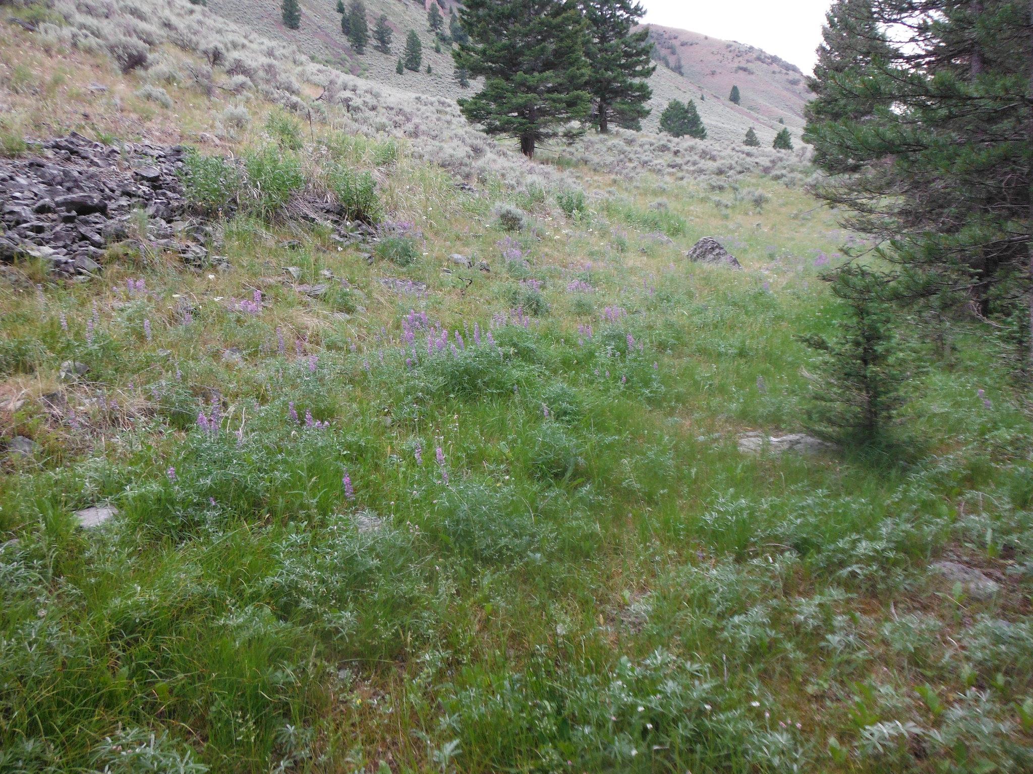 Grassy hillside with purple wildflowers and scattered trees under an overcast sky.