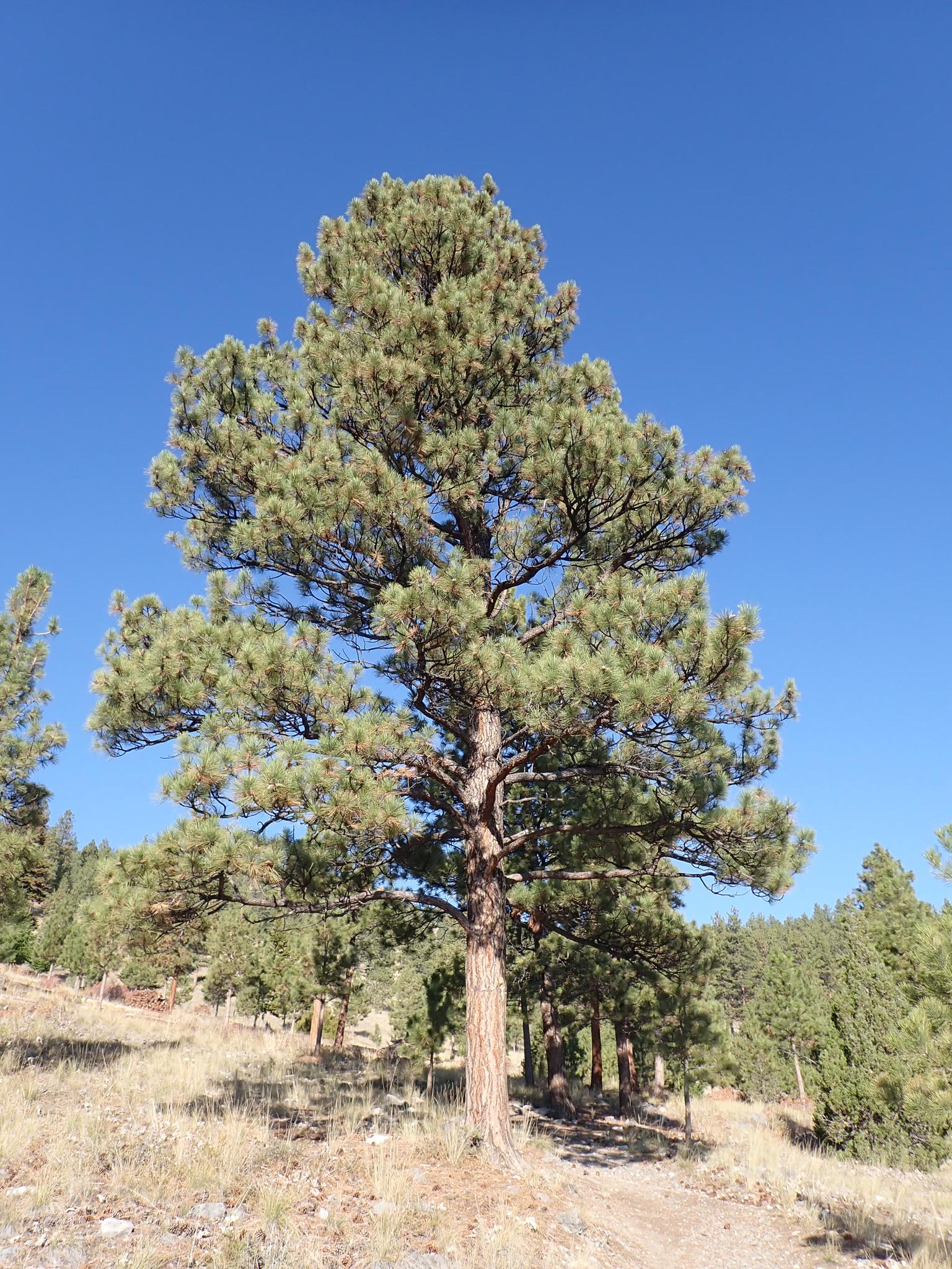 A tall, majestic pine tree stands on a dry, sunny hillside.