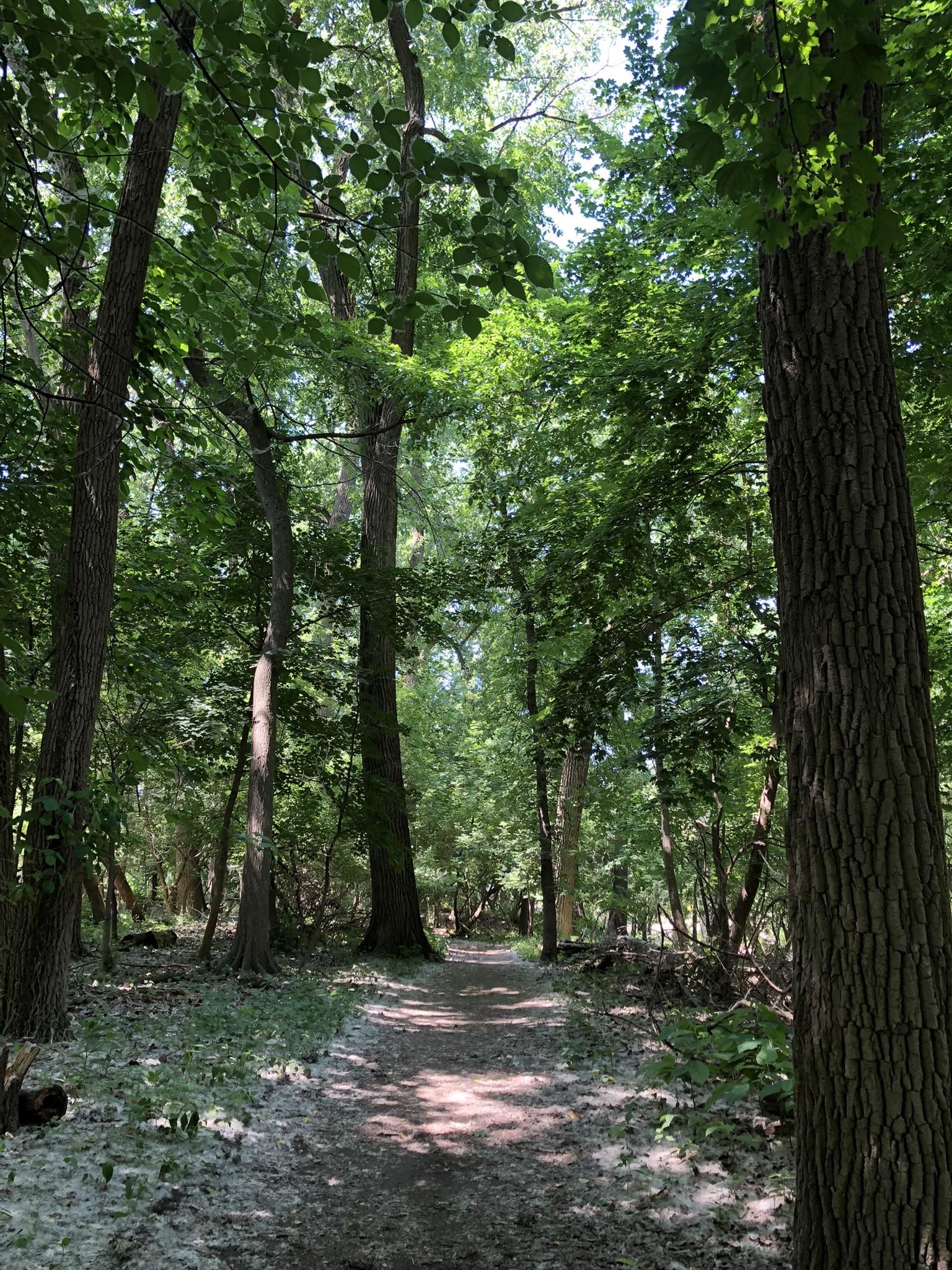 Dappled sunlight illuminates a winding dirt path through a dense green forest. - Caldwell Woods – North Branch Red Paved Trail loop from Edgebrook