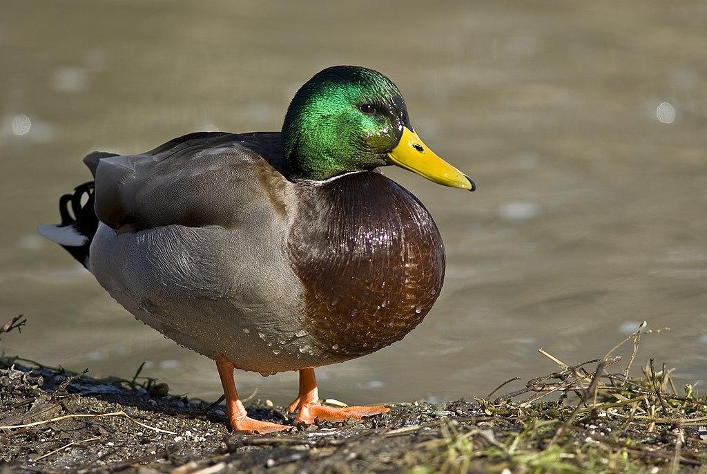 A colorful mallard duck stands on a muddy bank by water.