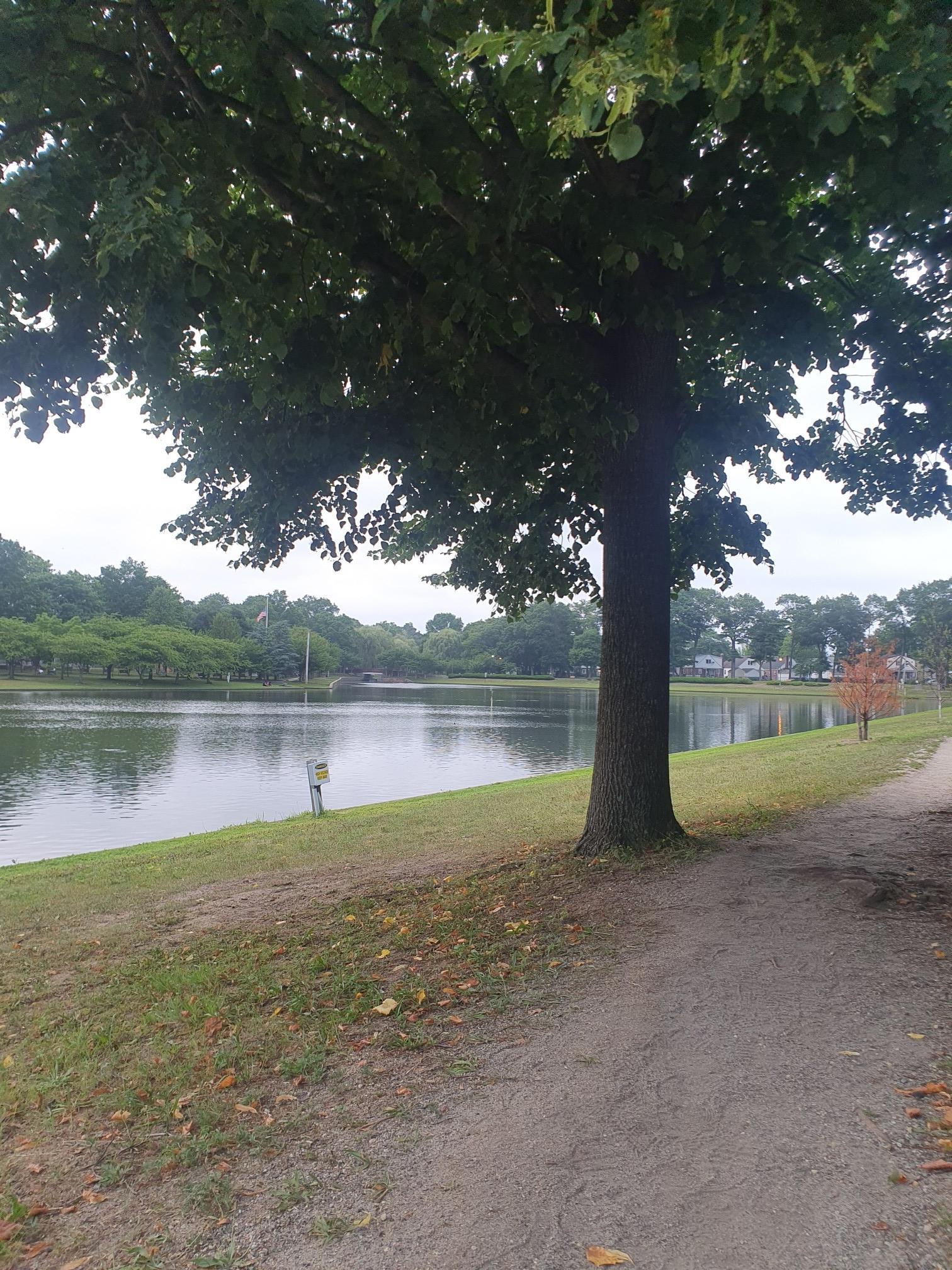 Large tree next to a calm lake and dirt path under an overcast sky.
