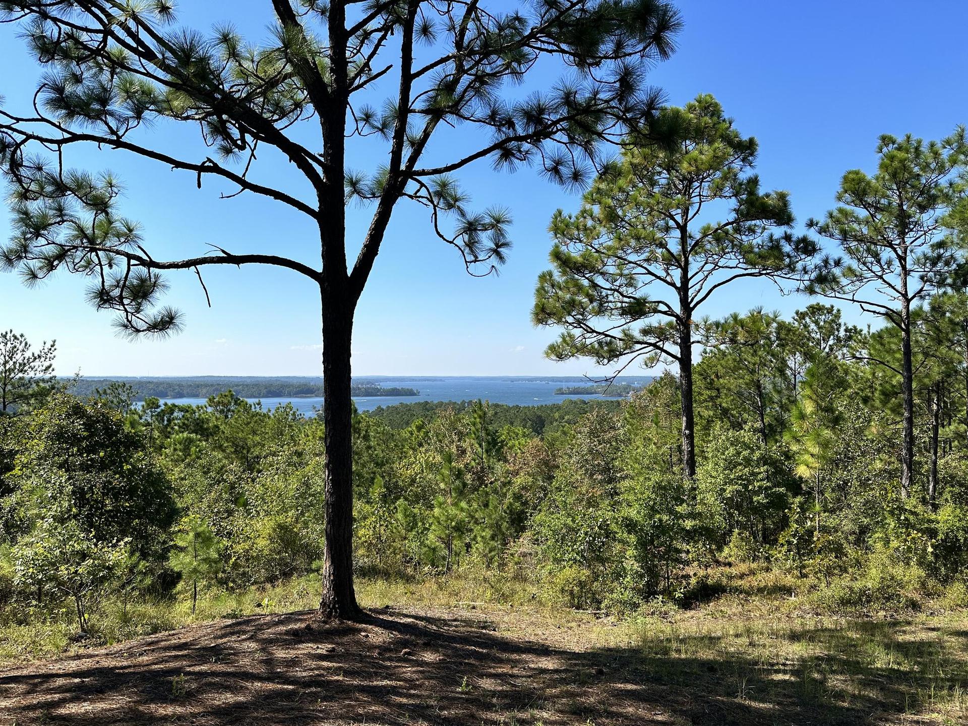 Panoramic view of a vast lake through pine trees under a clear sky.