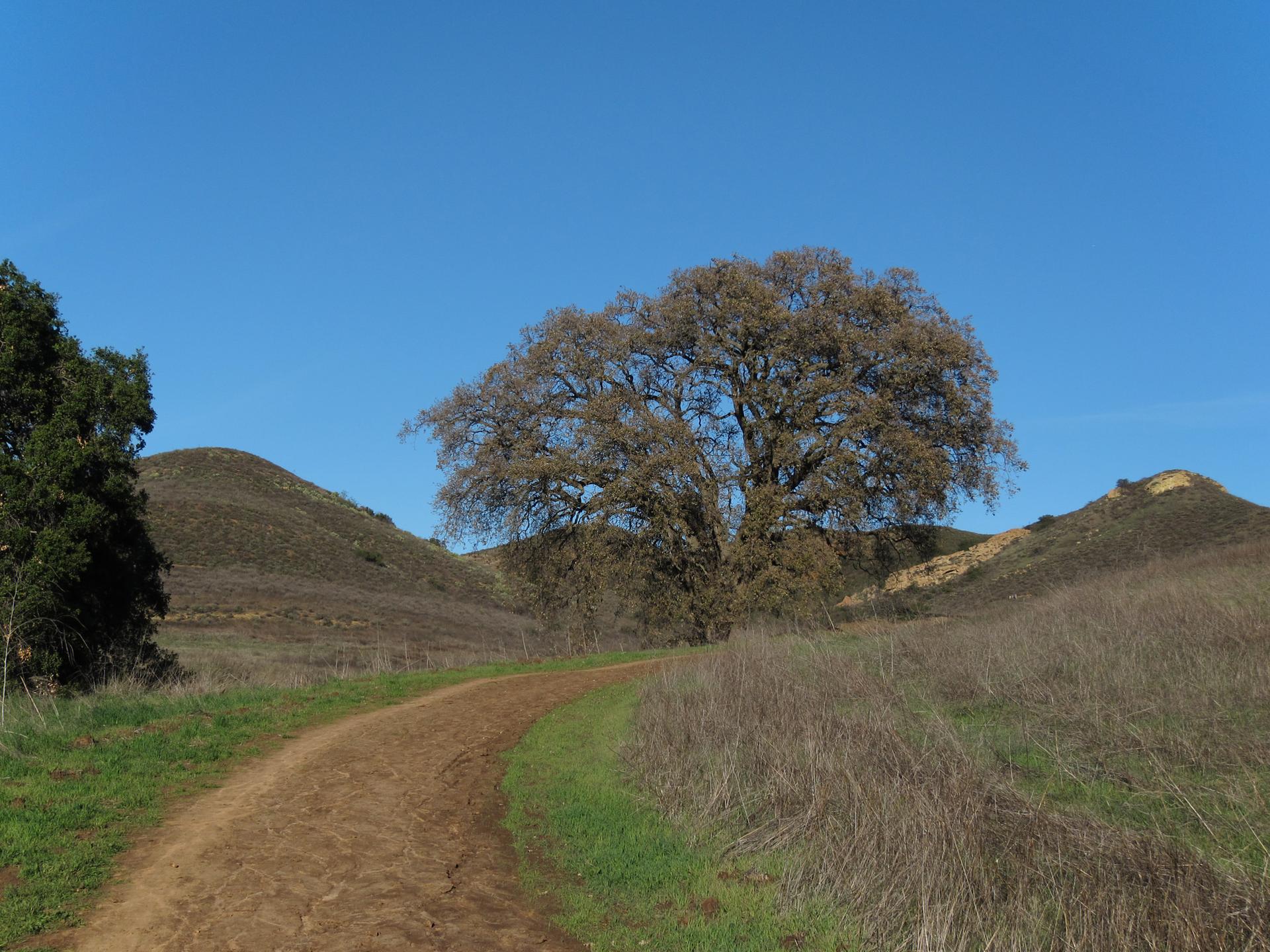 A dirt path winds through dry, grassy hills towards a large, bare tree.