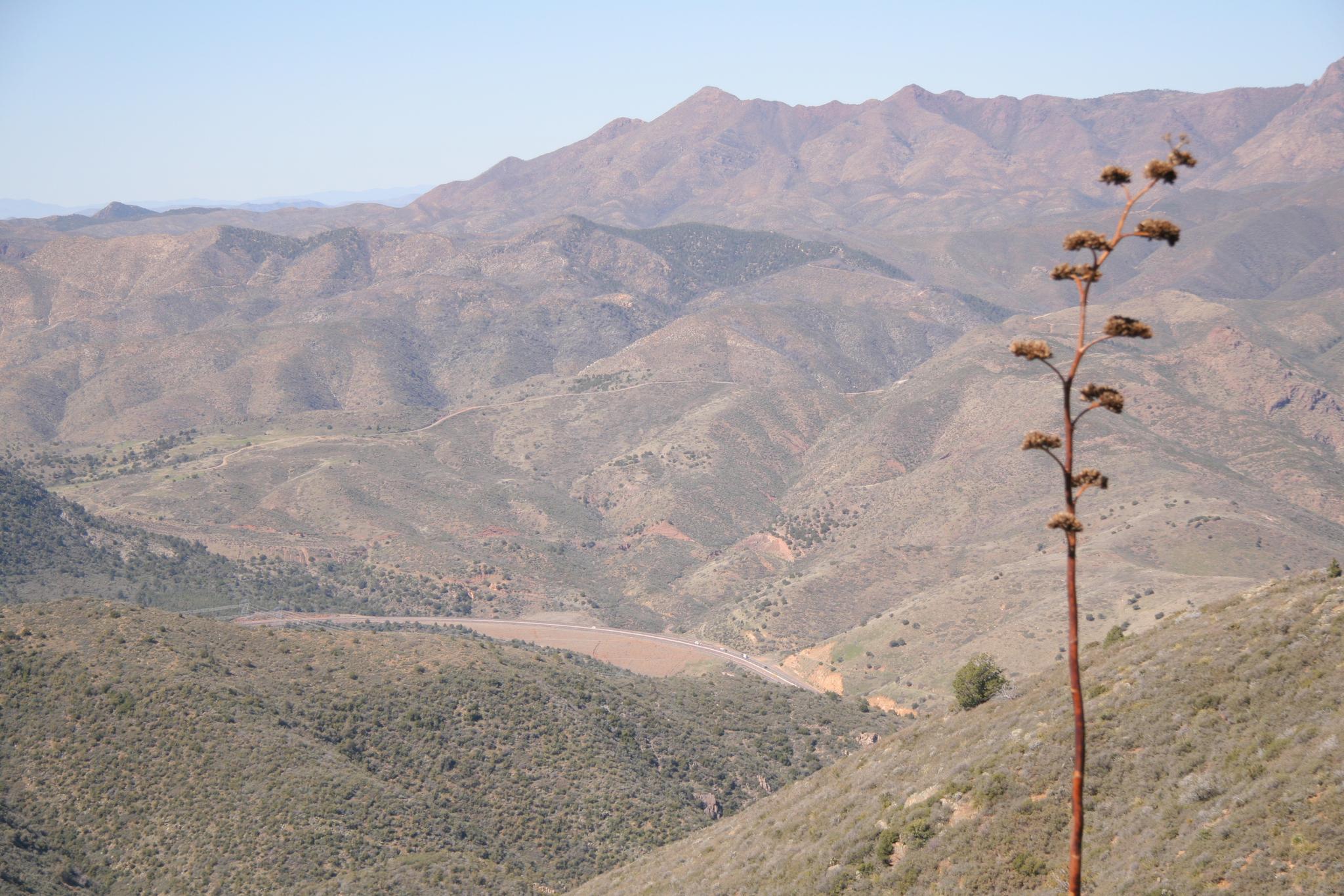 A tall dry plant stalk in front of hazy, rolling mountains.