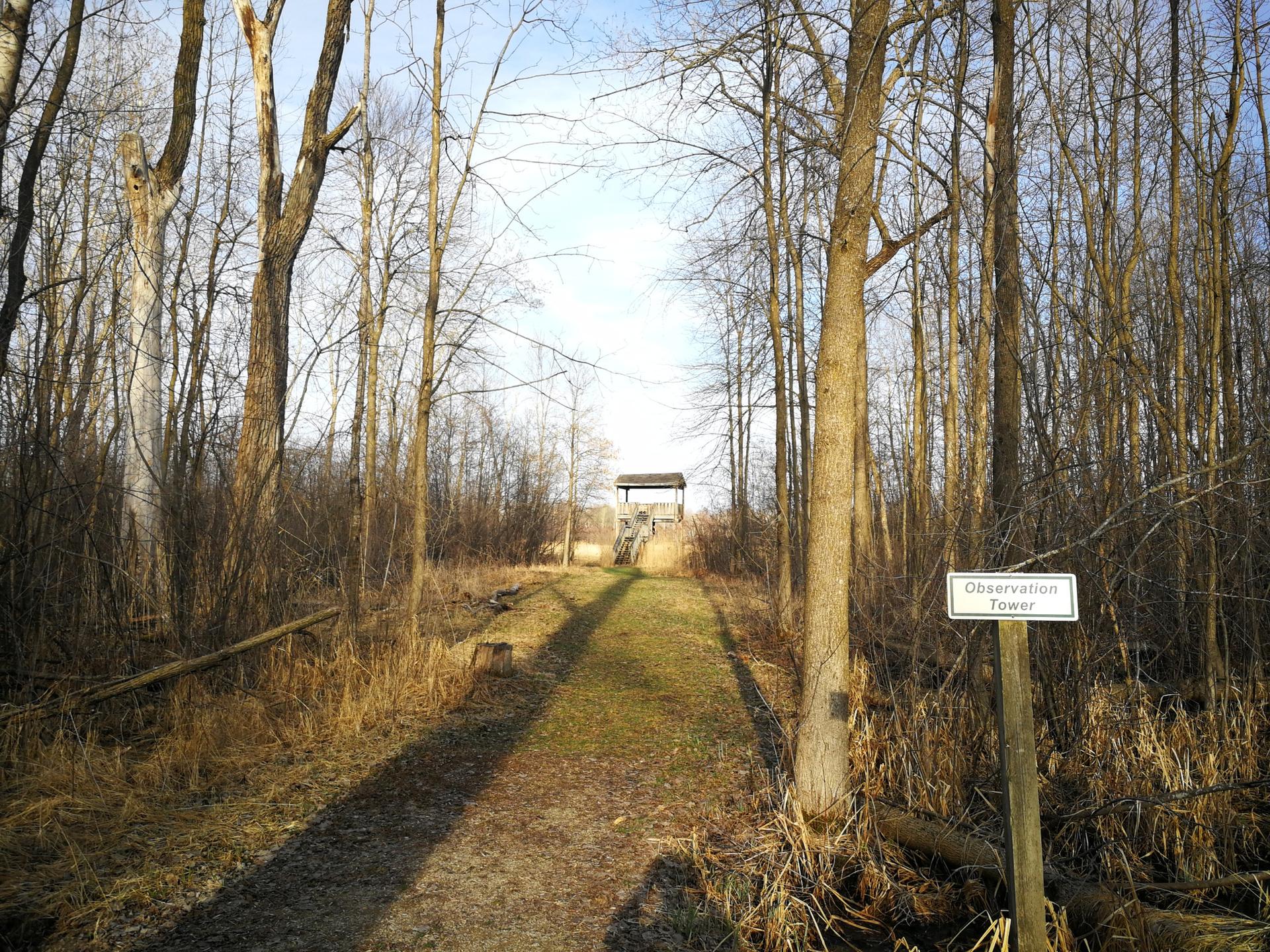 A sunlit path through bare trees leads to a distant observation tower.