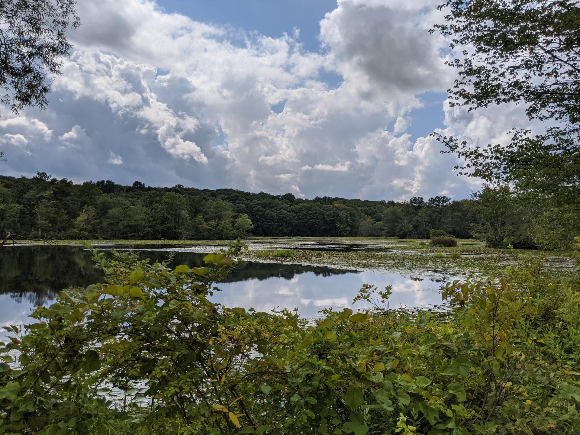 Serene lake with lily pads, reflecting cloudy sky and green forest.