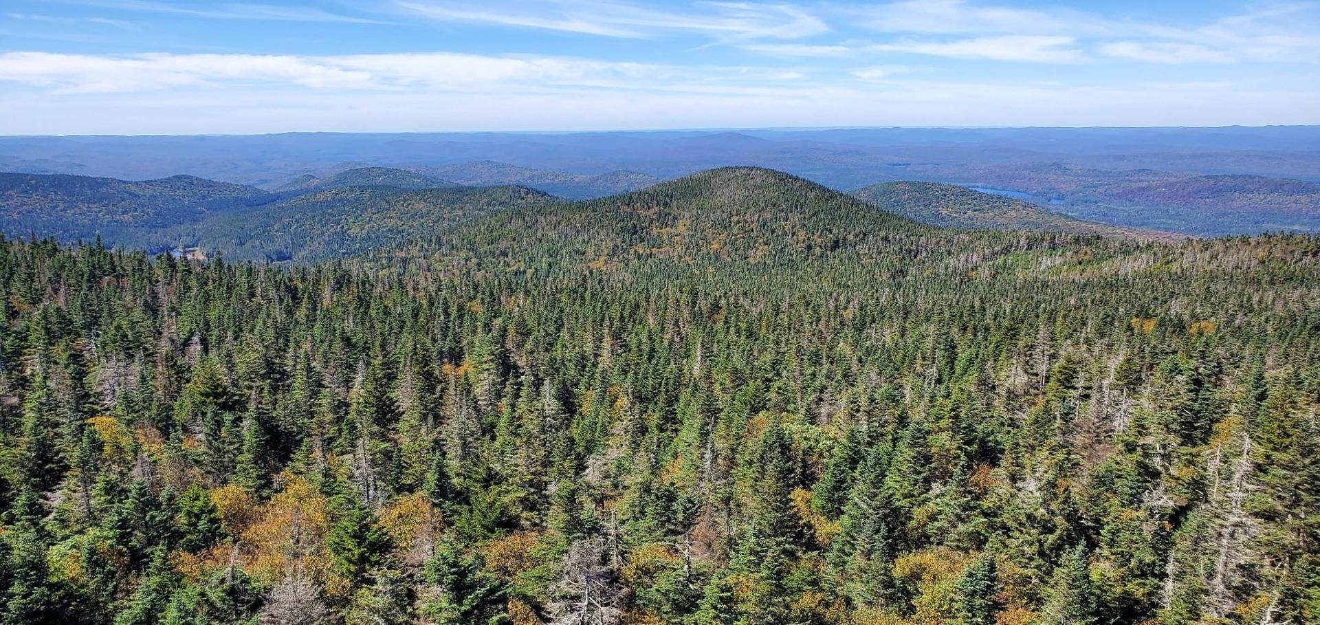 Vast evergreen forest covers rolling mountains under a bright, clear sky.
