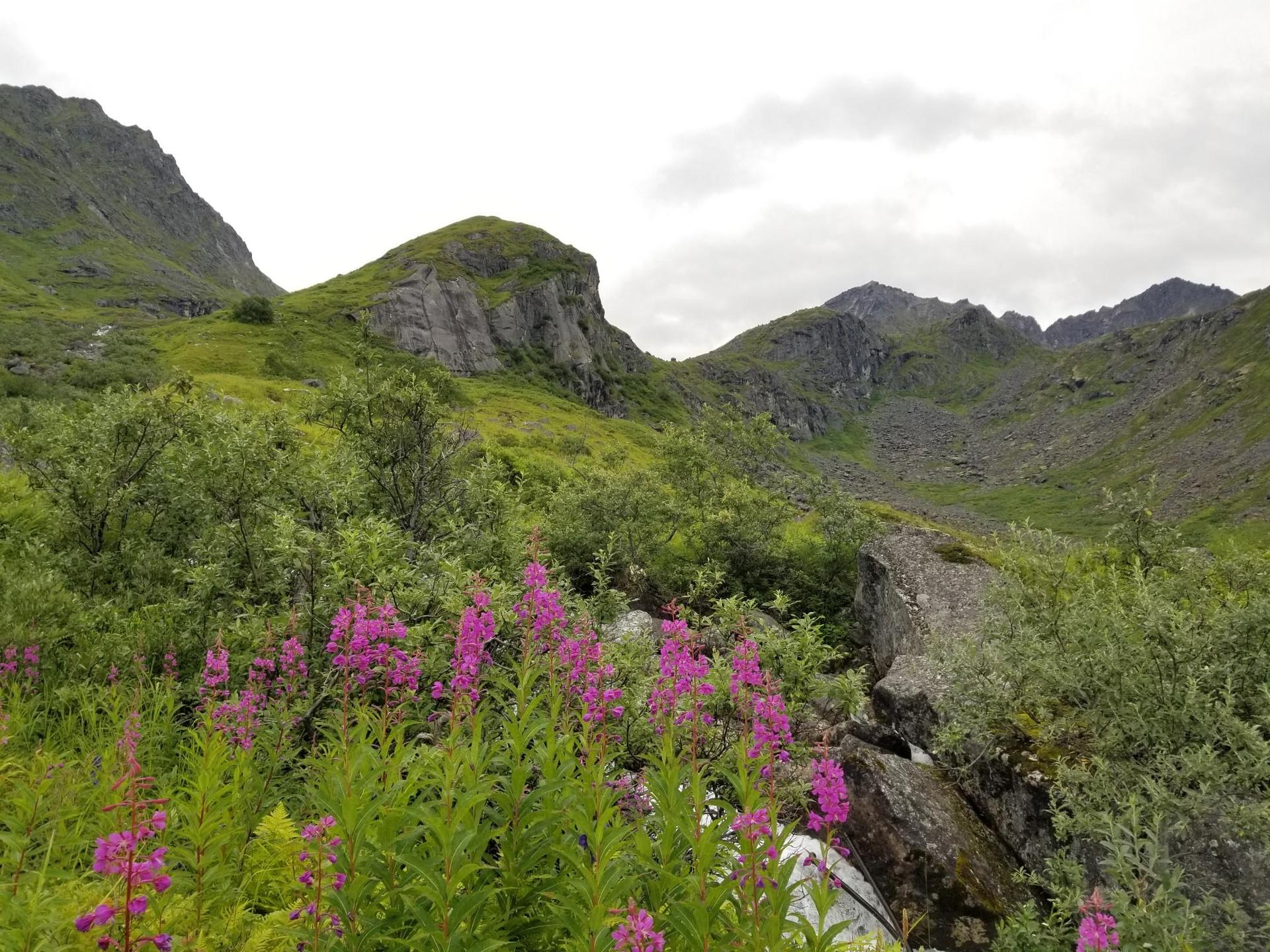 Lush green mountains and rocky terrain under an overcast sky, with purple wildflowers.
