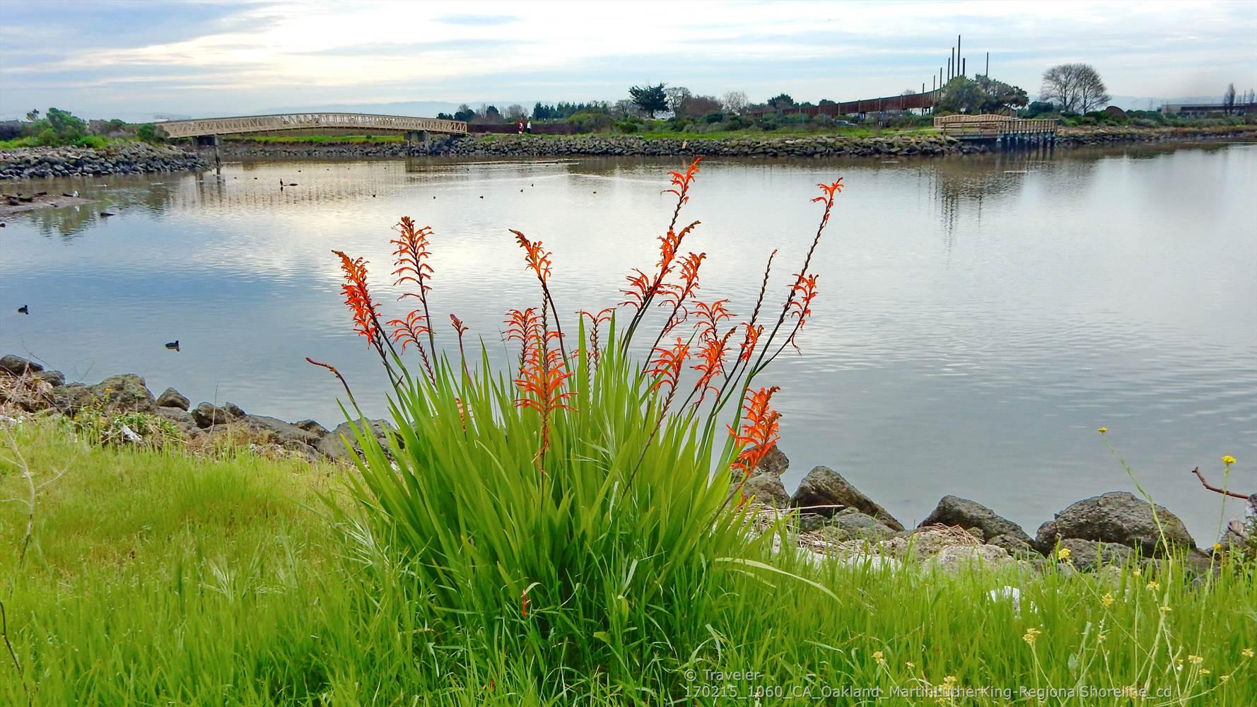Bright orange flowers on a grassy shore by calm water and a distant bridge.