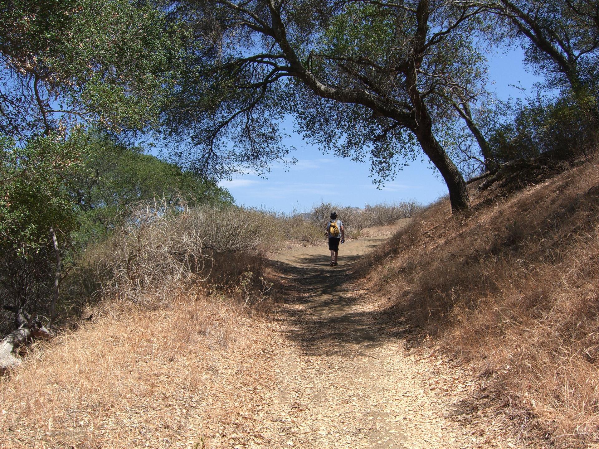 Person walking away on a sunlit dirt path through dry brush.
