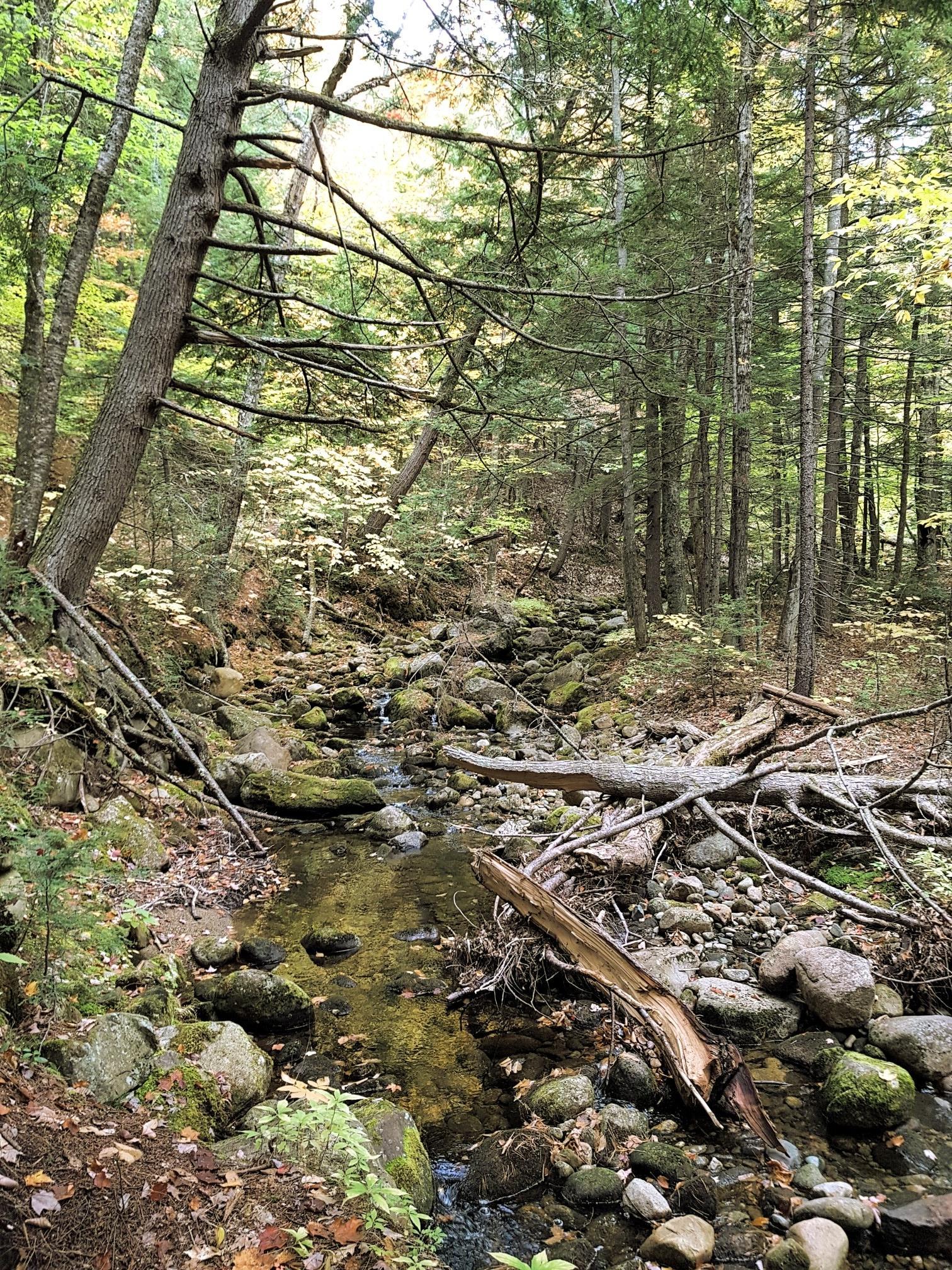 A rocky forest stream with clear water and fallen logs.