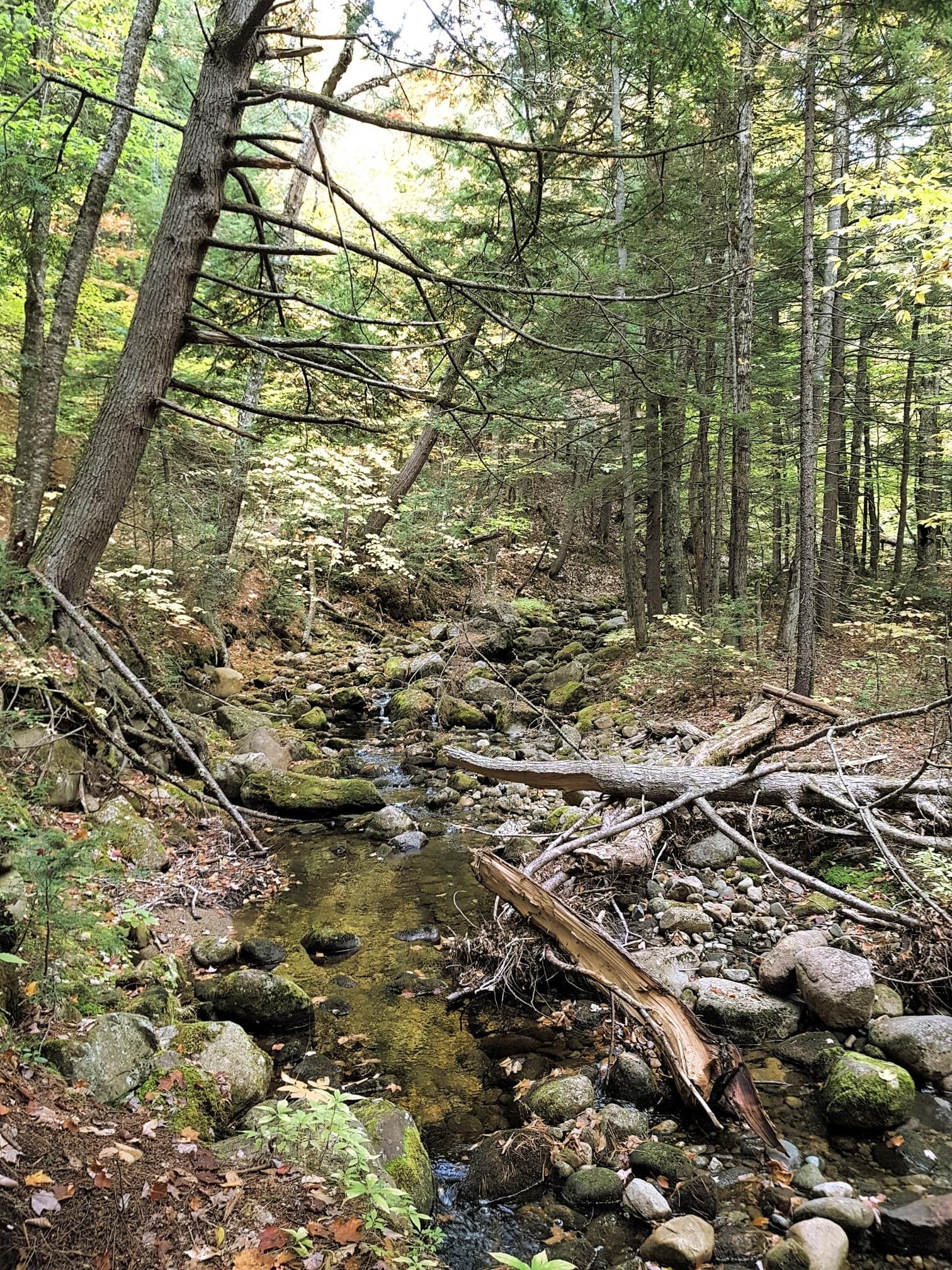 A rocky forest stream with clear water and fallen logs. - Caribou and Mud Brook Trail Loop