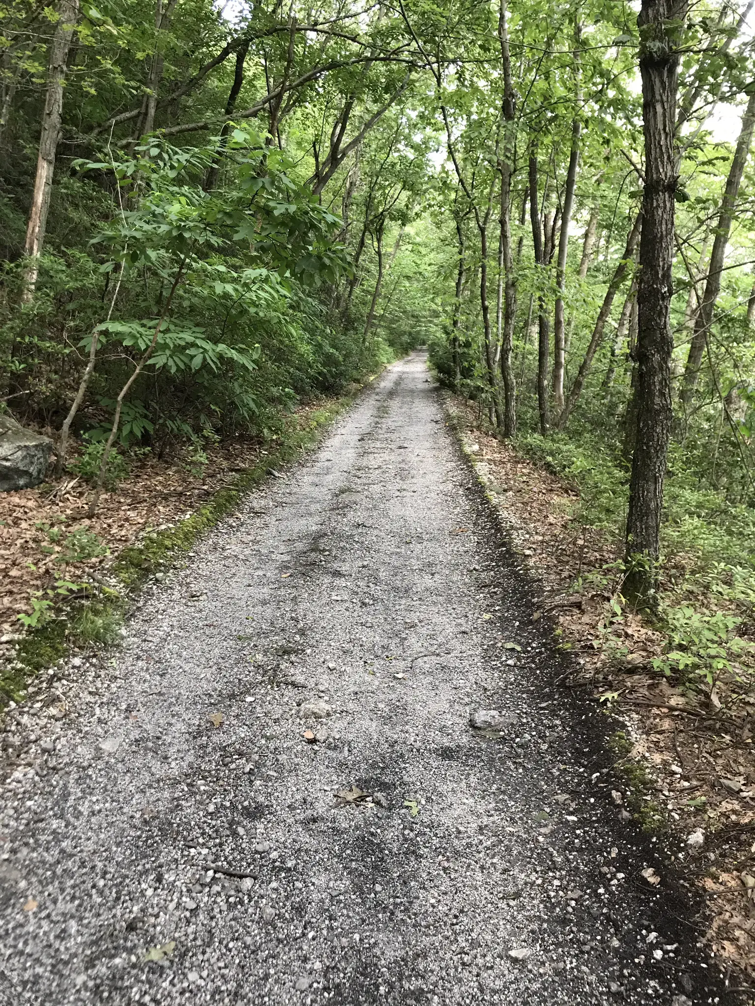 A gravel path winds through a dense, green forest under dappled light.