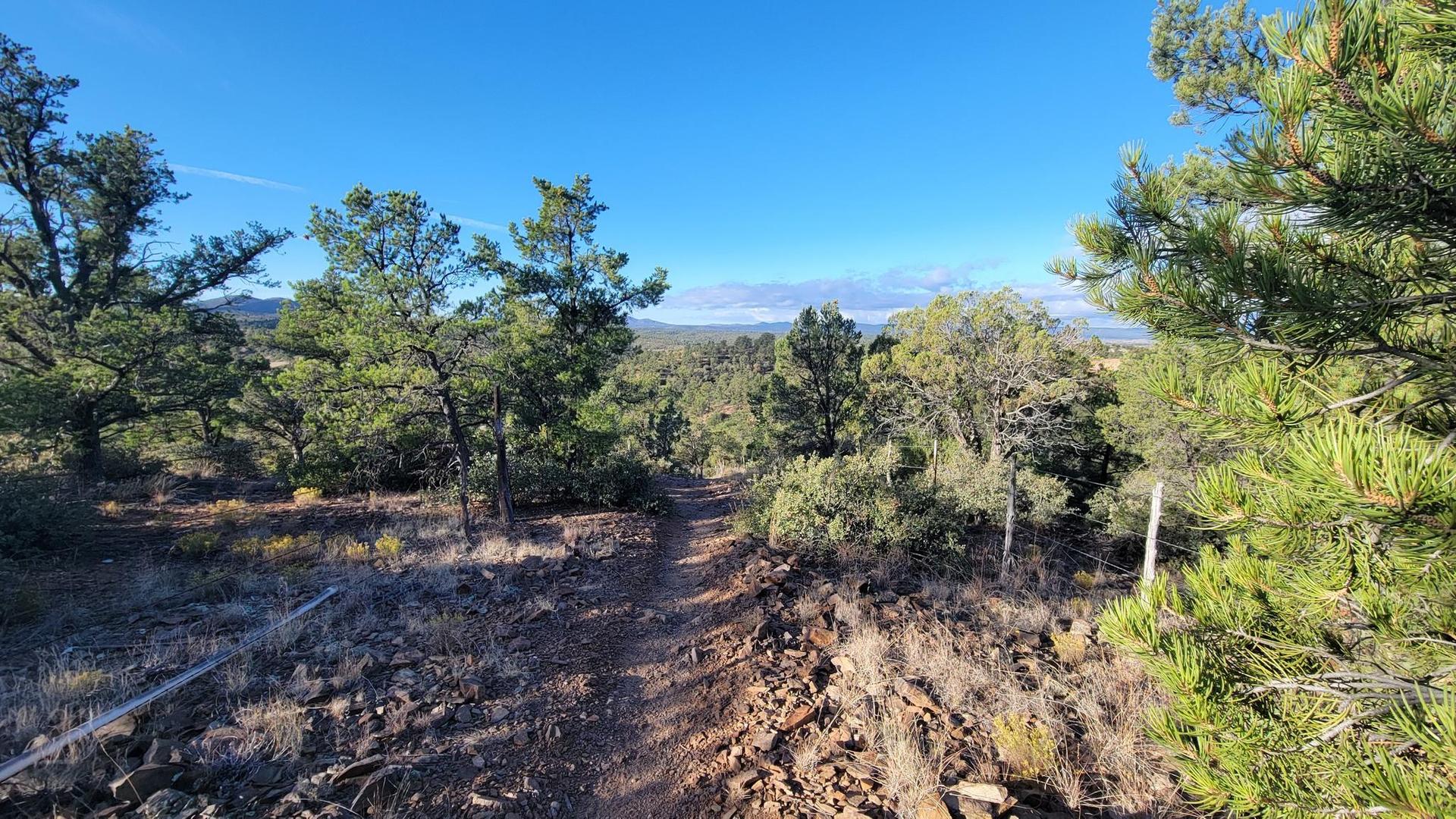 A winding dirt path through a sunny, sparse forest with distant hills.