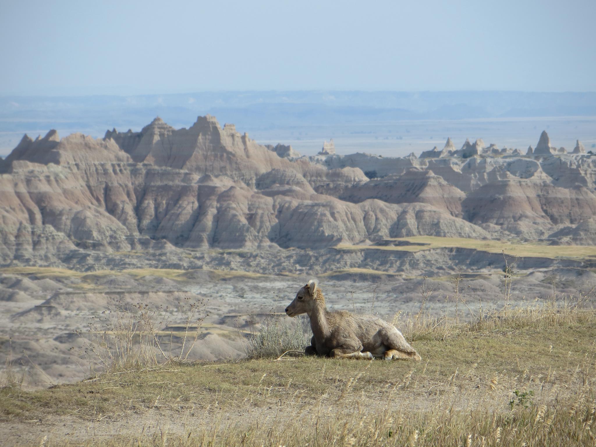 Young bighorn sheep resting on a grassy hill overlooking rugged badlands.
