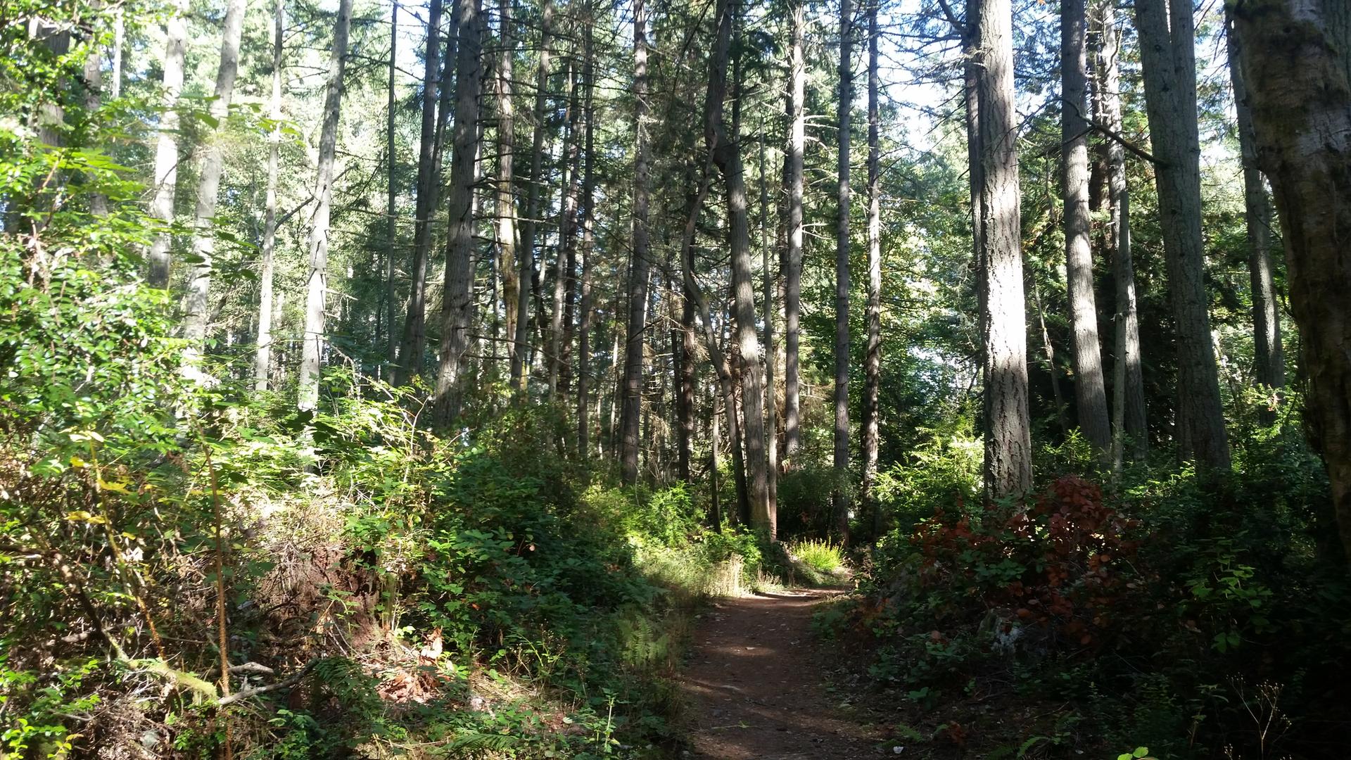 A sun-dappled forest path winds through tall trees and lush greenery.