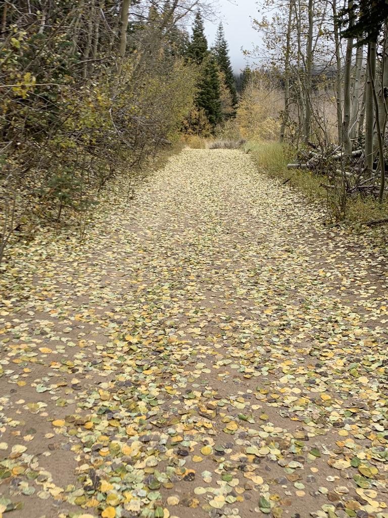 Dirt path covered in yellow autumn leaves, surrounded by trees.