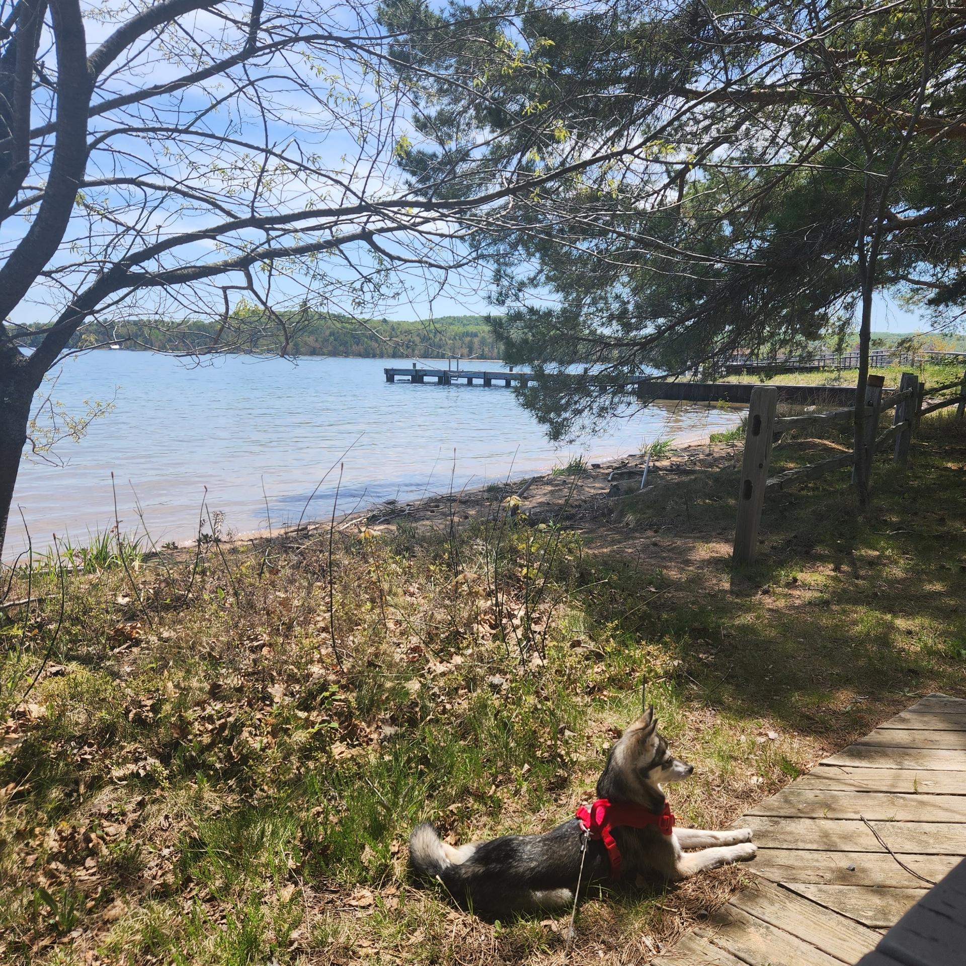 Dog resting on a boardwalk by a lake with a distant dock.