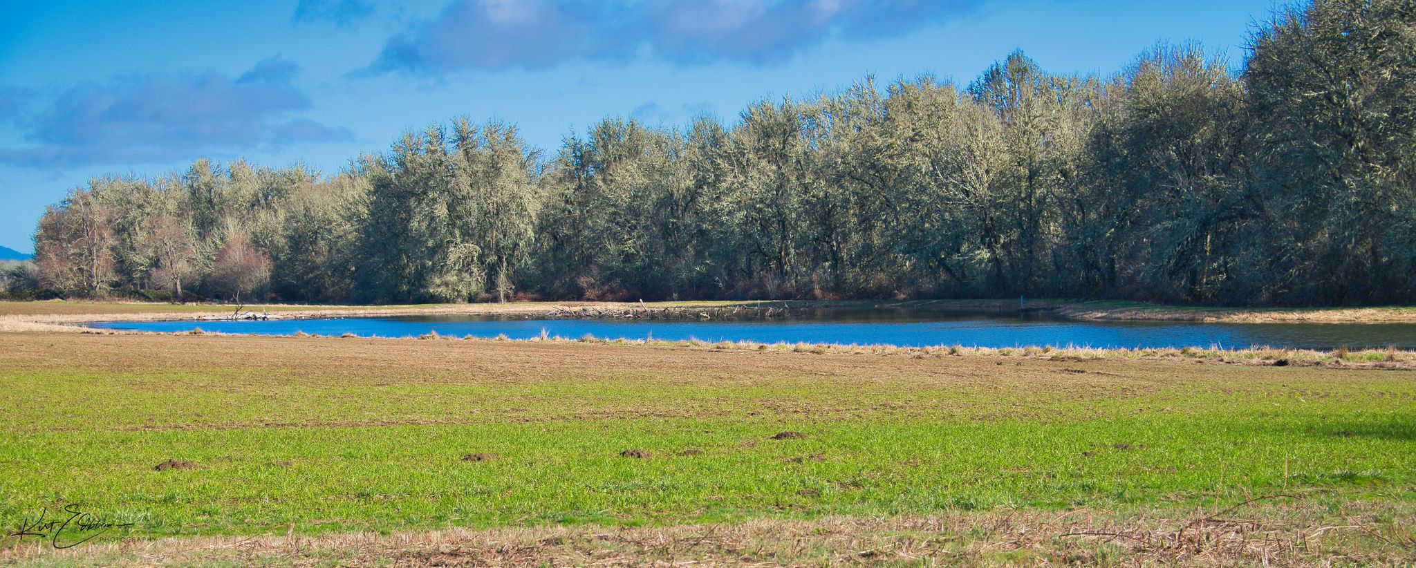 Bright blue pond in a sunny green field with a dense forest. - William L. Finley National Wildlife Refuge loop