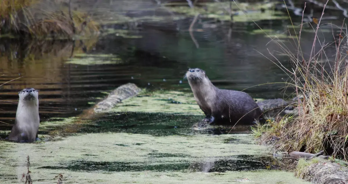 Two otters in a green, algae-covered swamp with grassy banks.