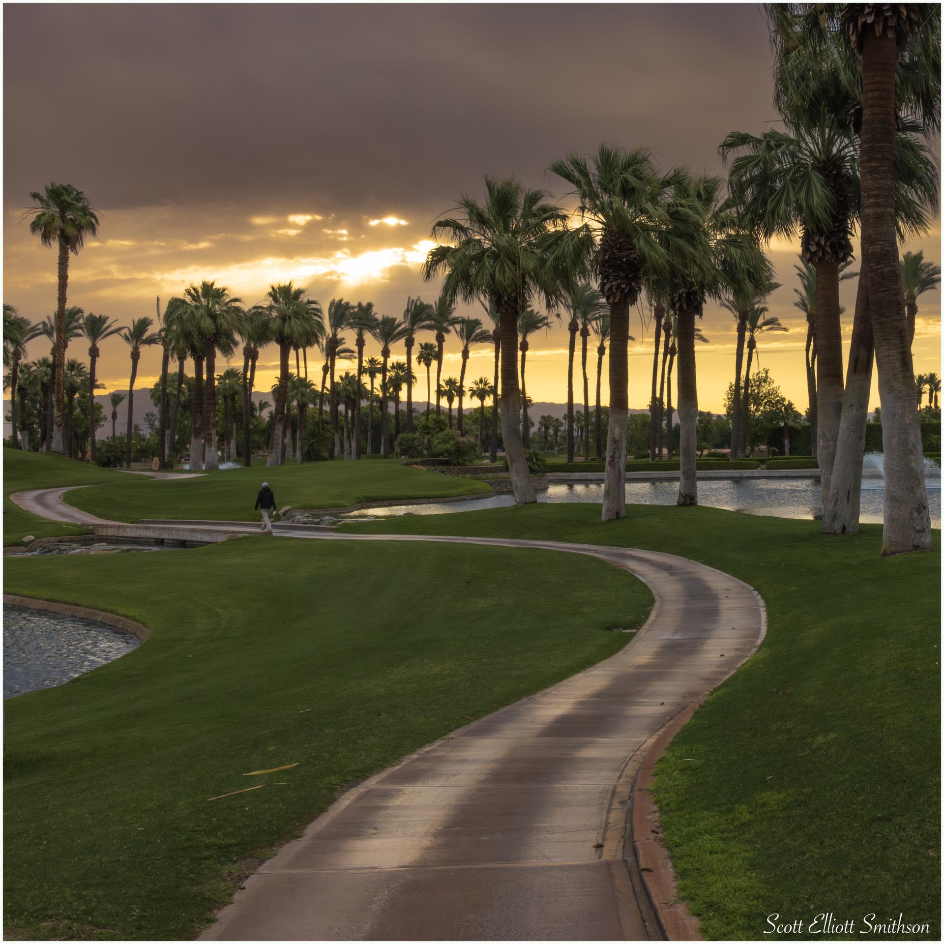 Winding path through a palm-filled landscape with a person walking at sunset.