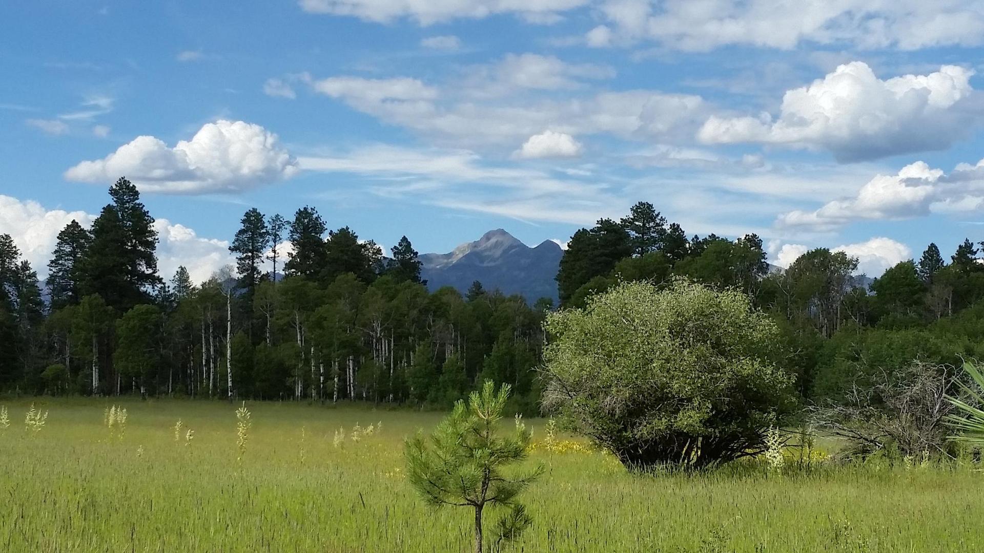Green field, forest, and distant mountains under a bright, cloudy sky.