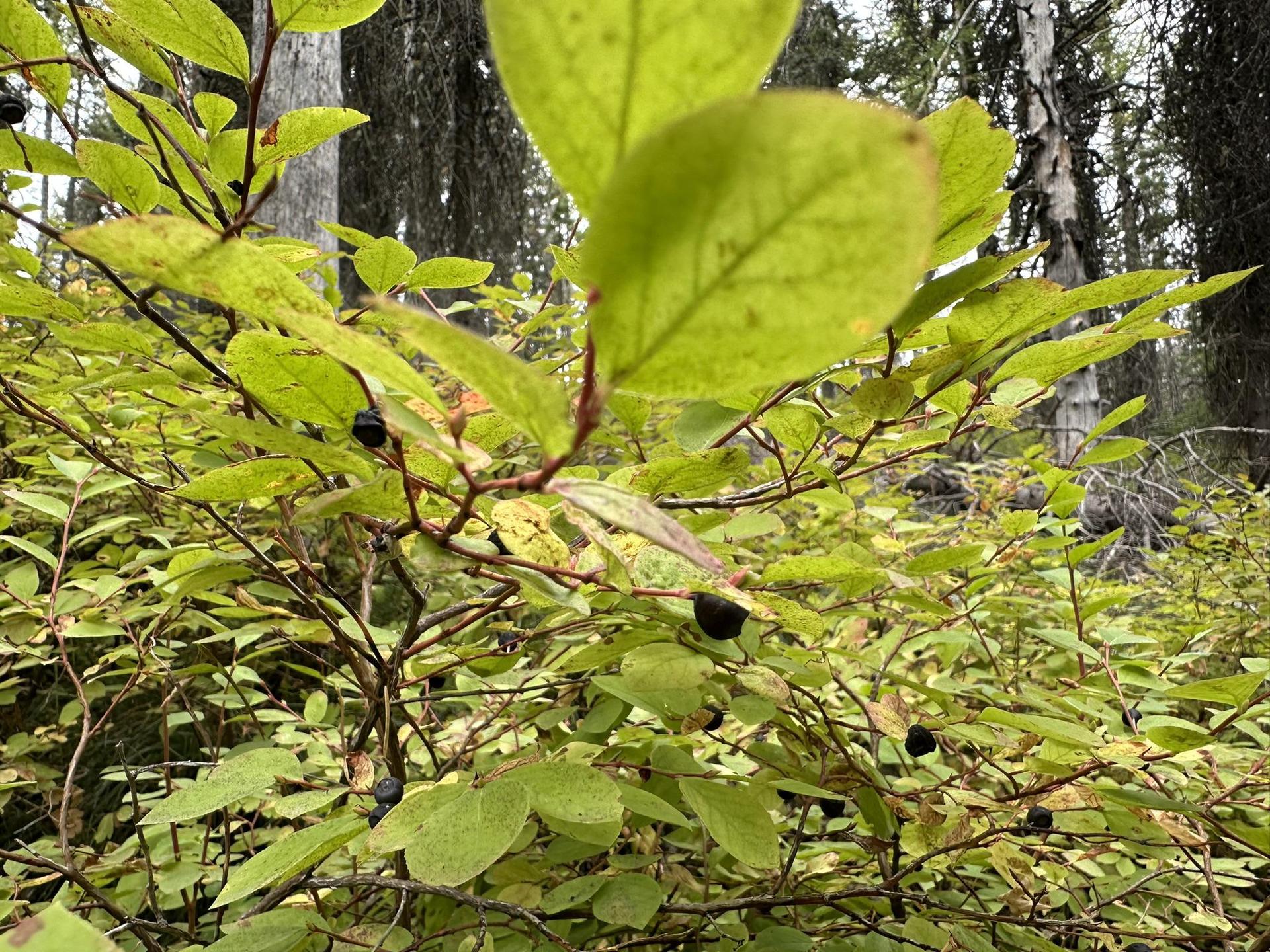 Close-up of green leaves and dark berries on a bush in a forest.
