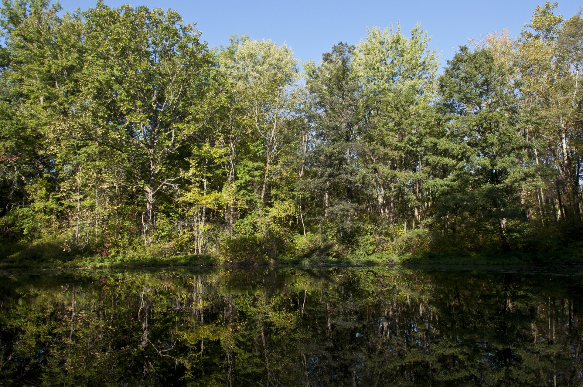 Dense green forest reflects in calm water under a bright blue sky.