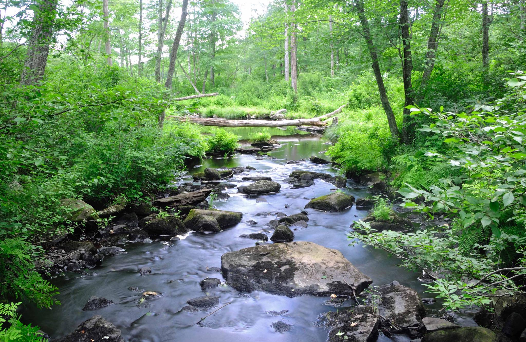 Rocky stream flowing through a vibrant green, dense forest.