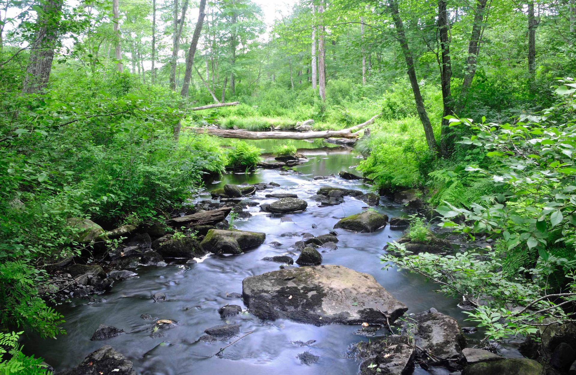 Rocky stream flowing through a vibrant green, dense forest.