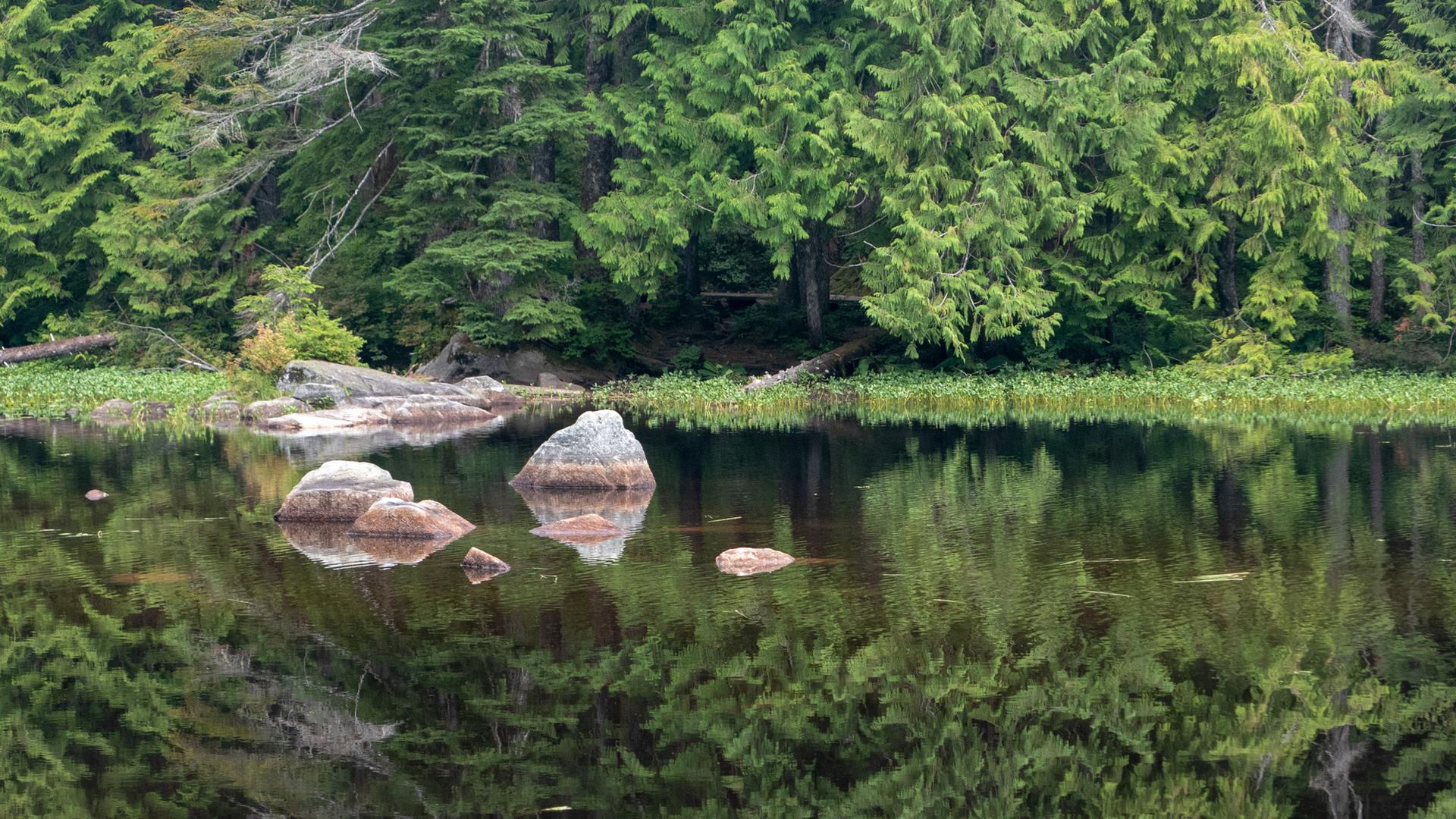 Calm lake with rocks and dense green forest reflecting in the water.