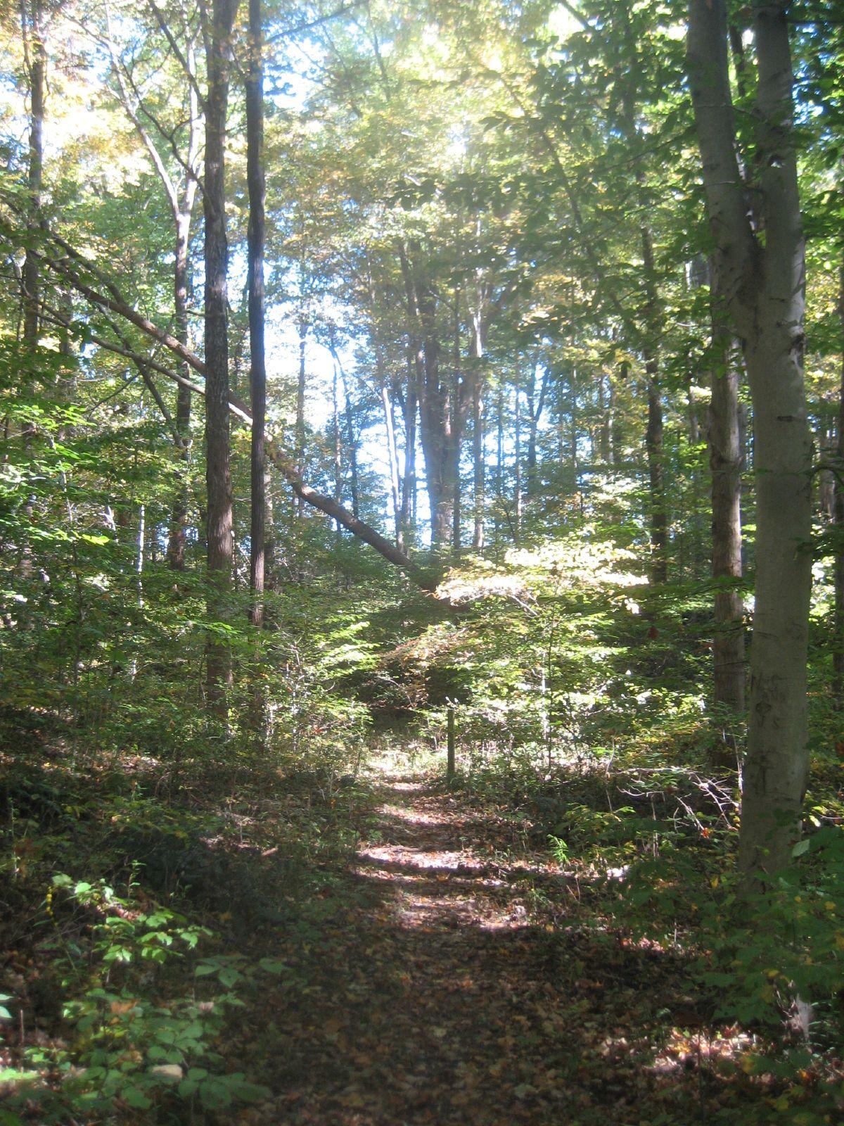 A narrow, leaf-covered path leads into a bright, sunlit forest.