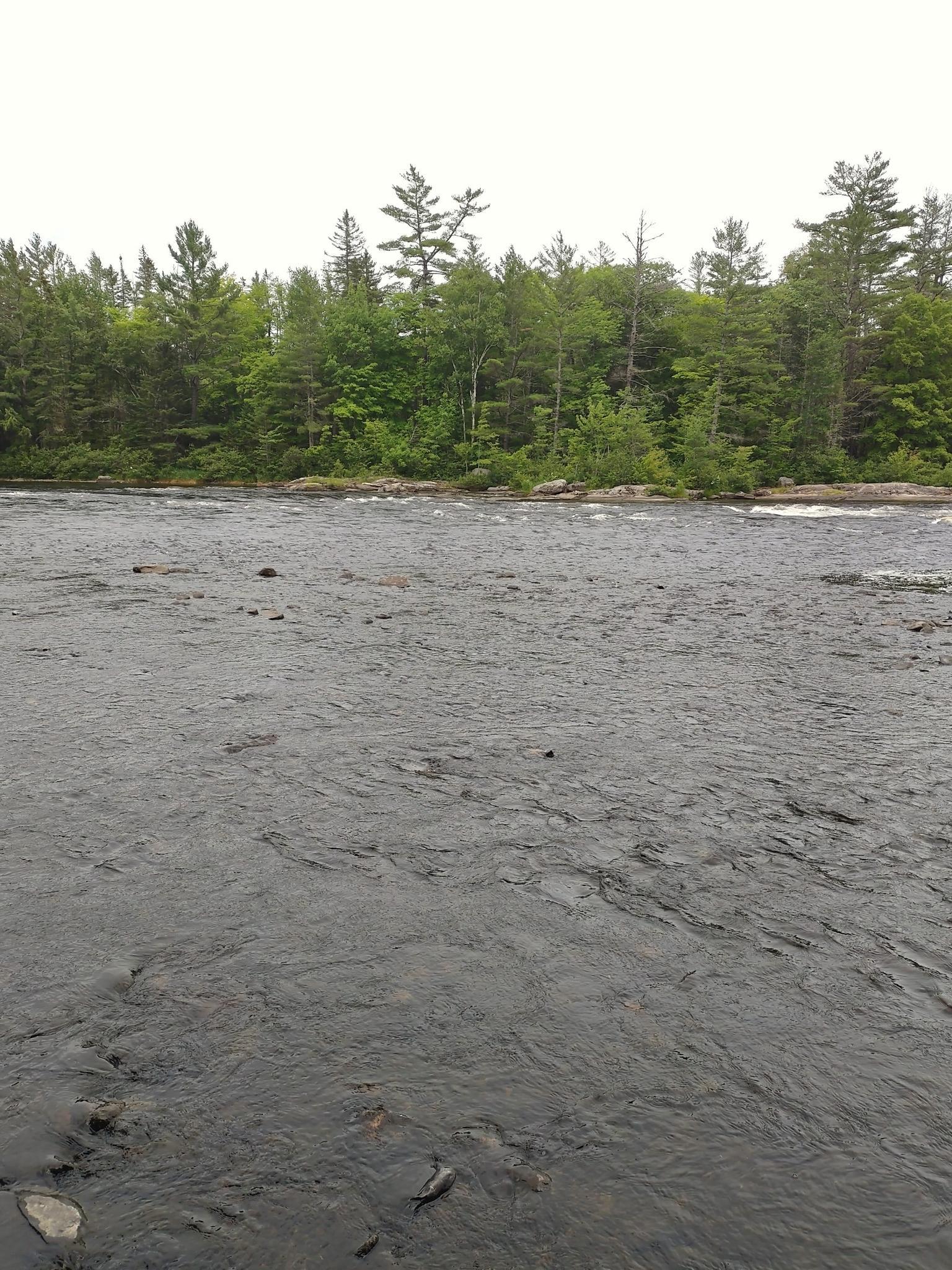 Wide river flowing past a dense green forest under an overcast sky.