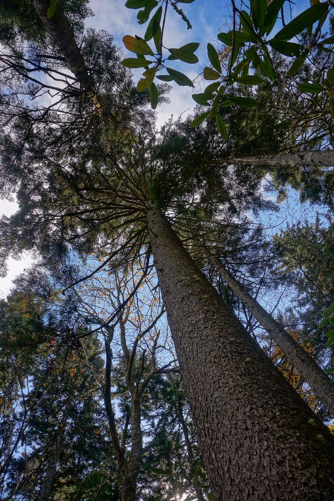 Looking up at tall evergreen trees against a bright blue sky.