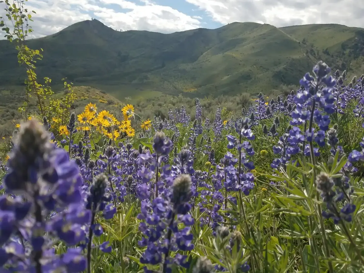 A vibrant field of purple and yellow wildflowers with green hills beyond.