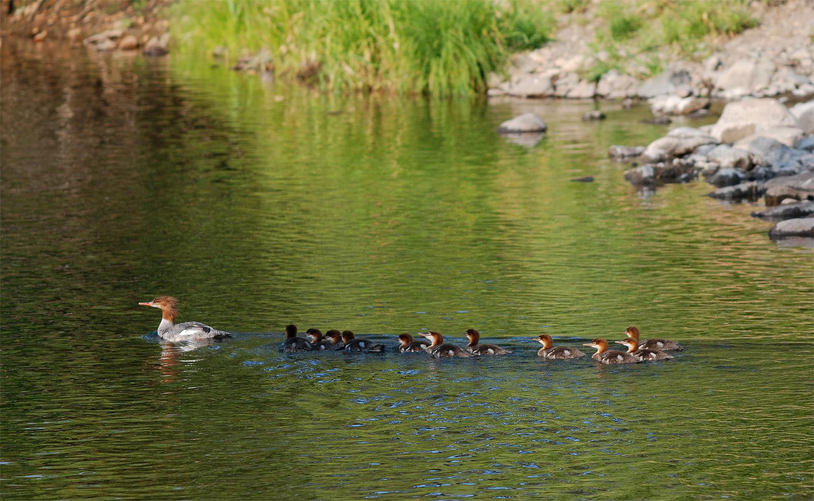 Mother duck swimming with a line of ducklings in calm green water.