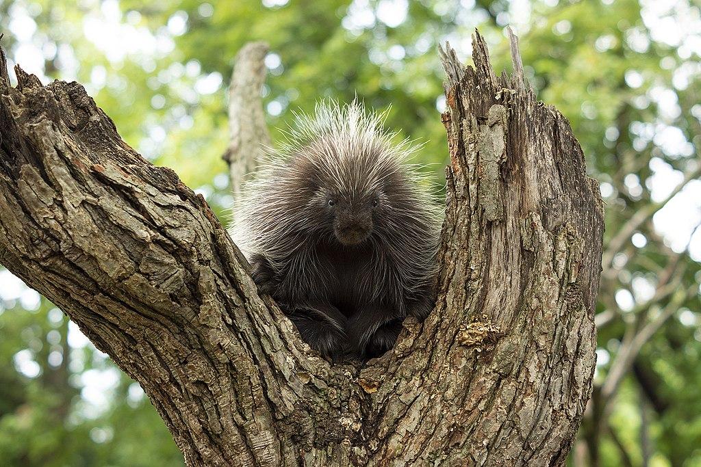 A porcupine rests in a tree fork under bright natural light.