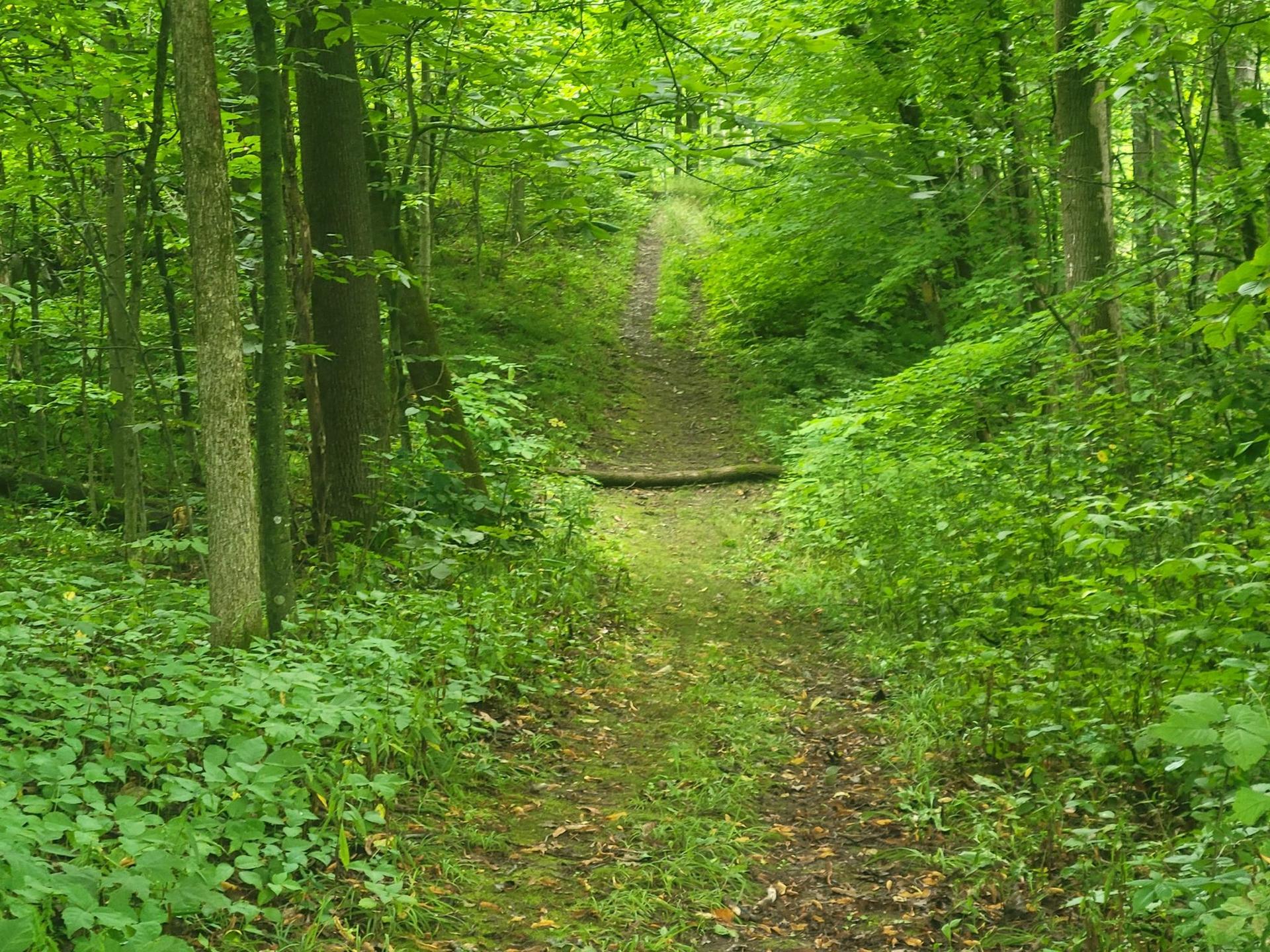 Lush green forest path winding uphill through dense foliage.