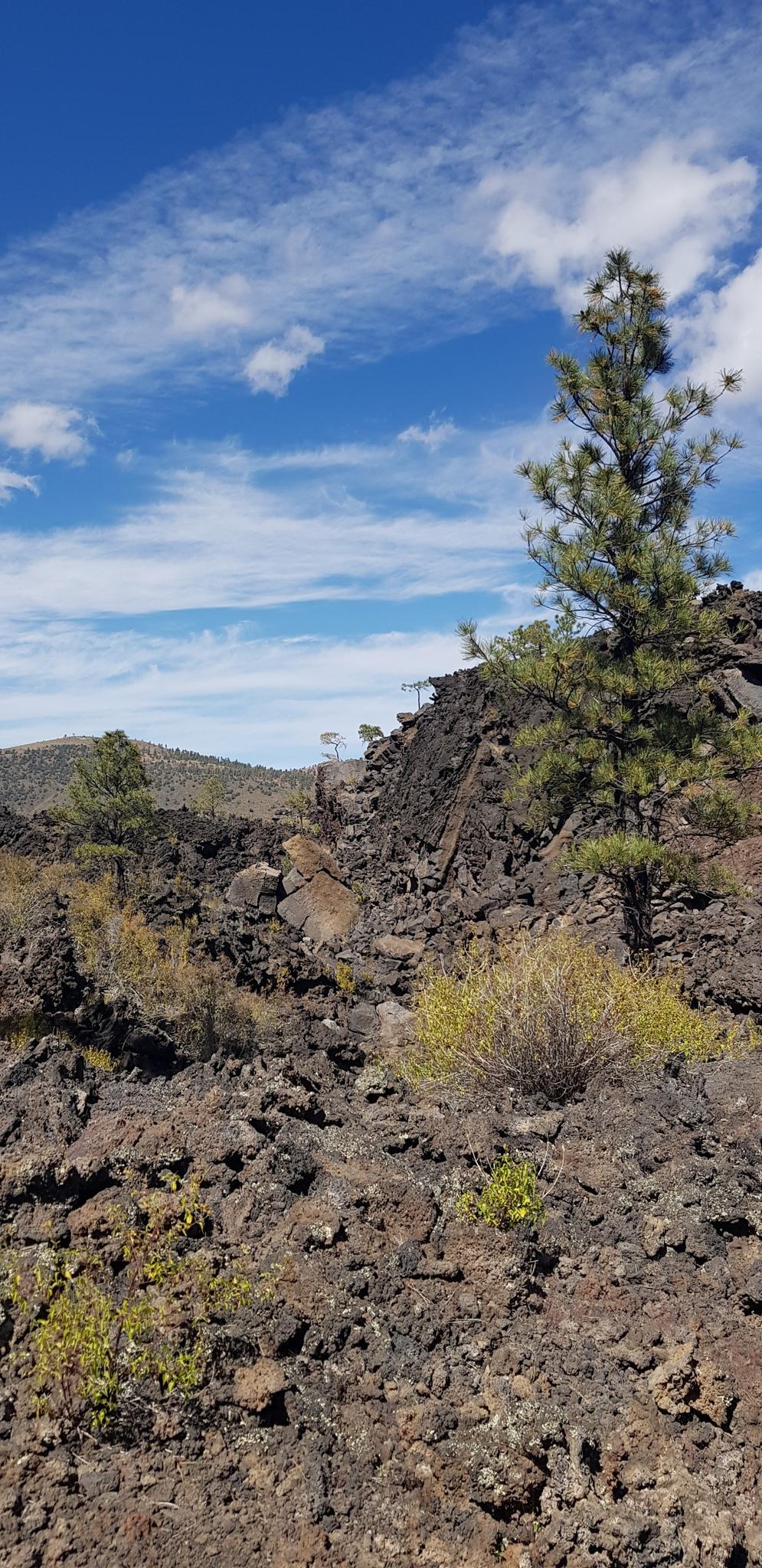 Rugged, dark volcanic rock landscape with sparse plants under a blue sky.