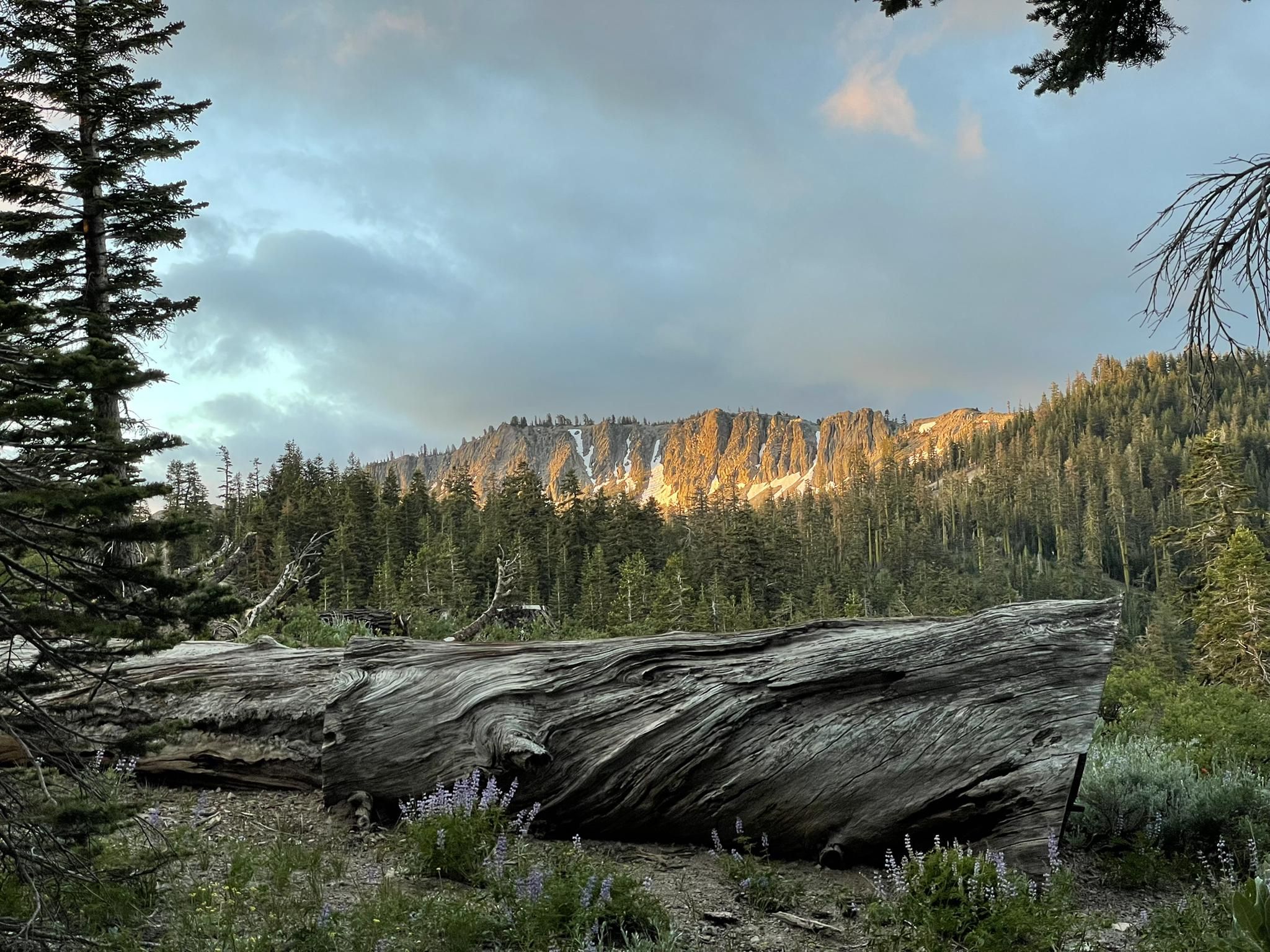 Large fallen log in foreground, golden light on distant forested mountains. - Kaspian Campground to Barker Pass via Barker Pass Road