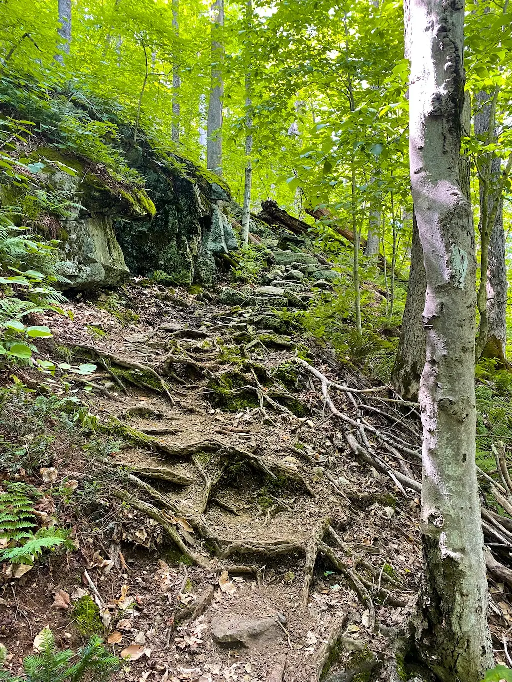 Steep, rocky, root-covered trail ascending through a bright green forest.
