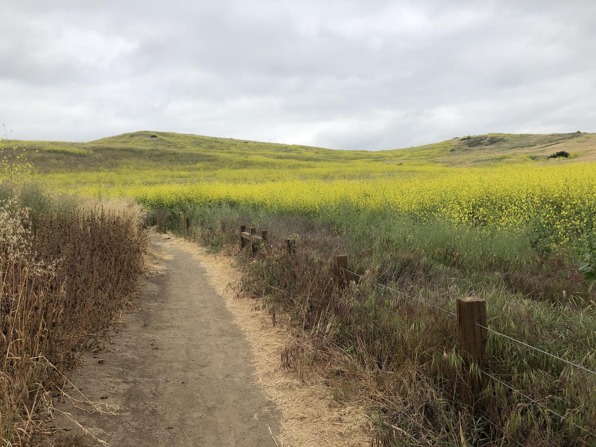 Dirt path through rolling hills with vibrant yellow wildflowers under an overcast sky.