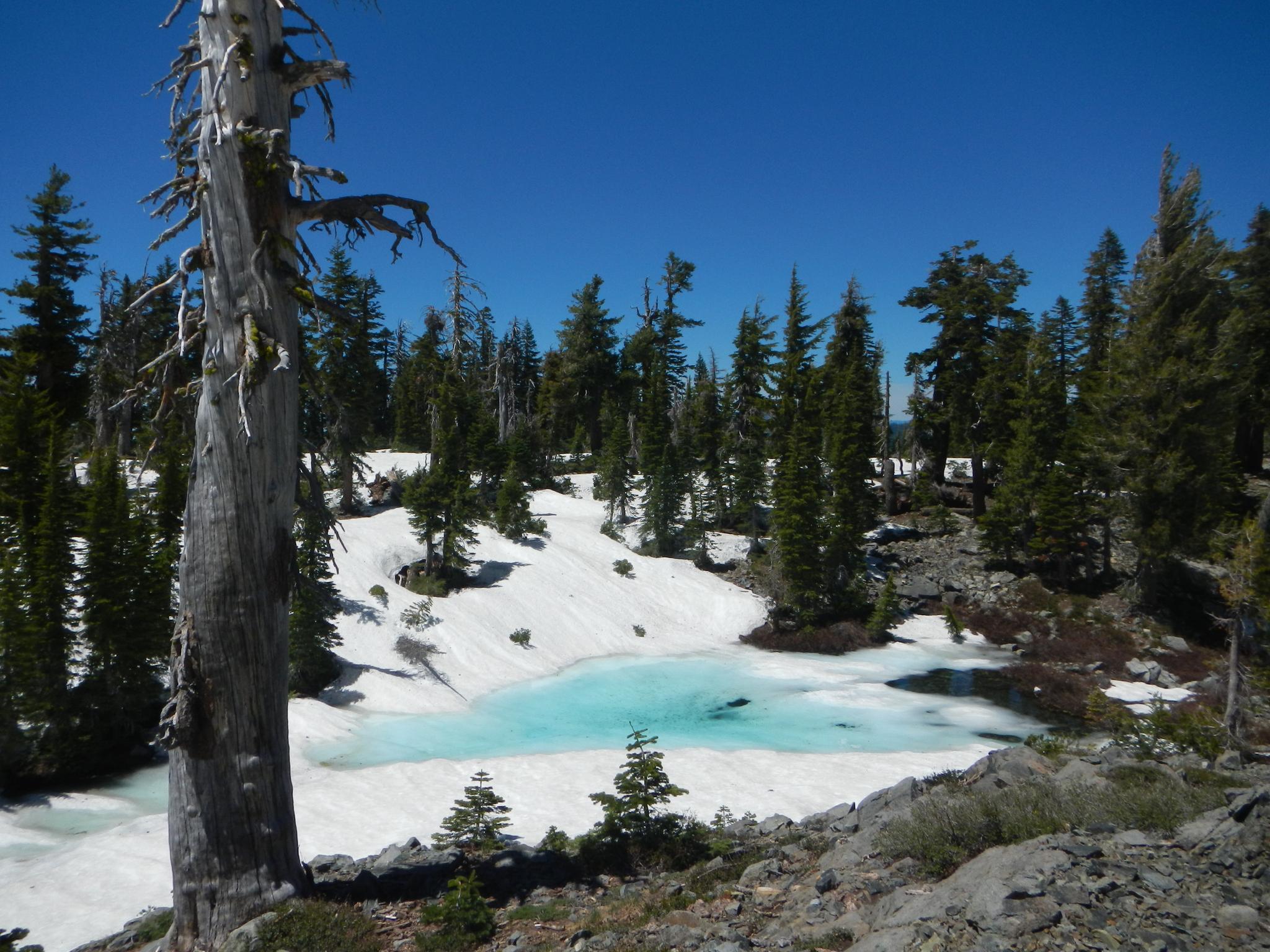 Bright sunny day over a turquoise pond surrounded by snow and pine trees.
