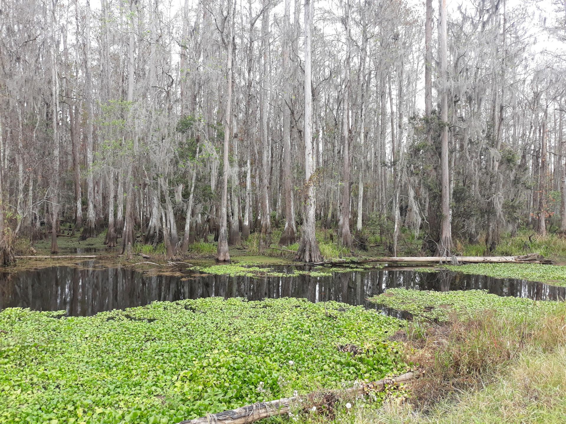 A still swamp with cypress trees and green water plants under an overcast sky.
