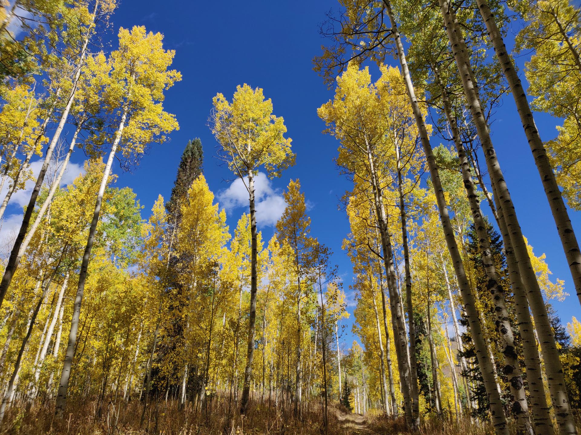 Vibrant yellow aspen forest under a bright blue sky with white clouds.
