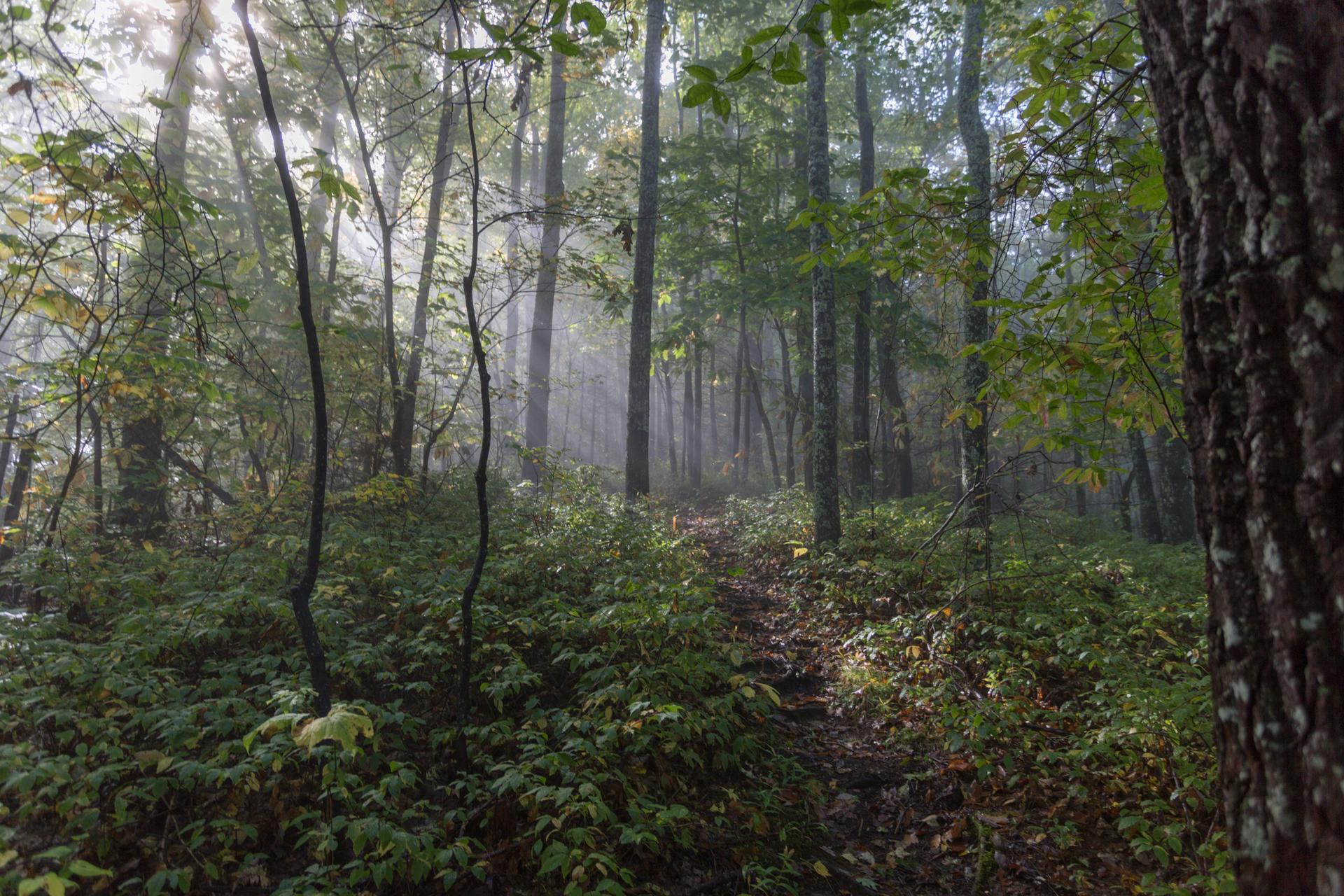 Misty forest path with sunbeams filtering through tall trees and dense foliage.