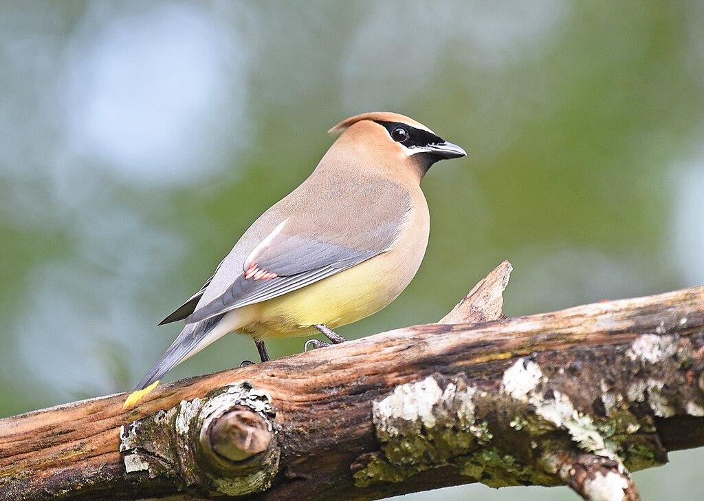 A small bird with a black mask perches on a textured branch.